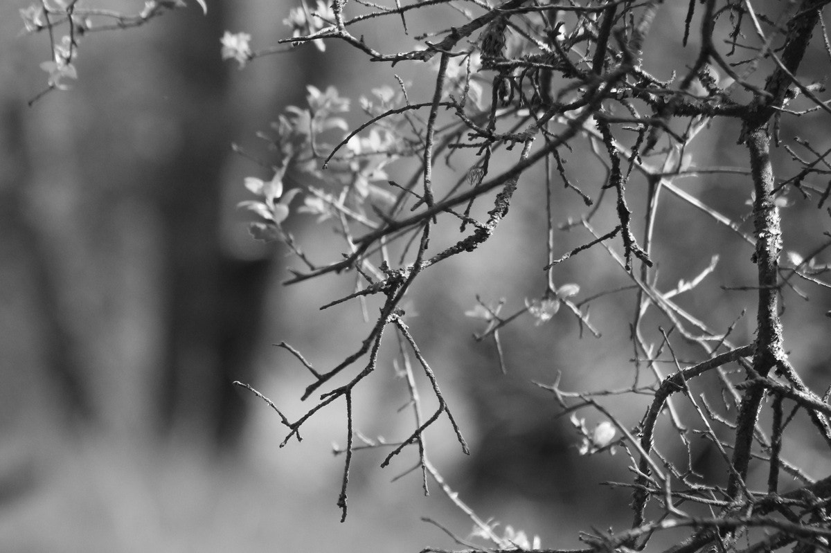 Canon EF-S 55-250mm F4-5.6 IS sample photo. () photography