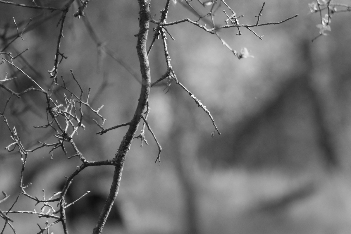 Canon EF-S 55-250mm F4-5.6 IS sample photo. () photography