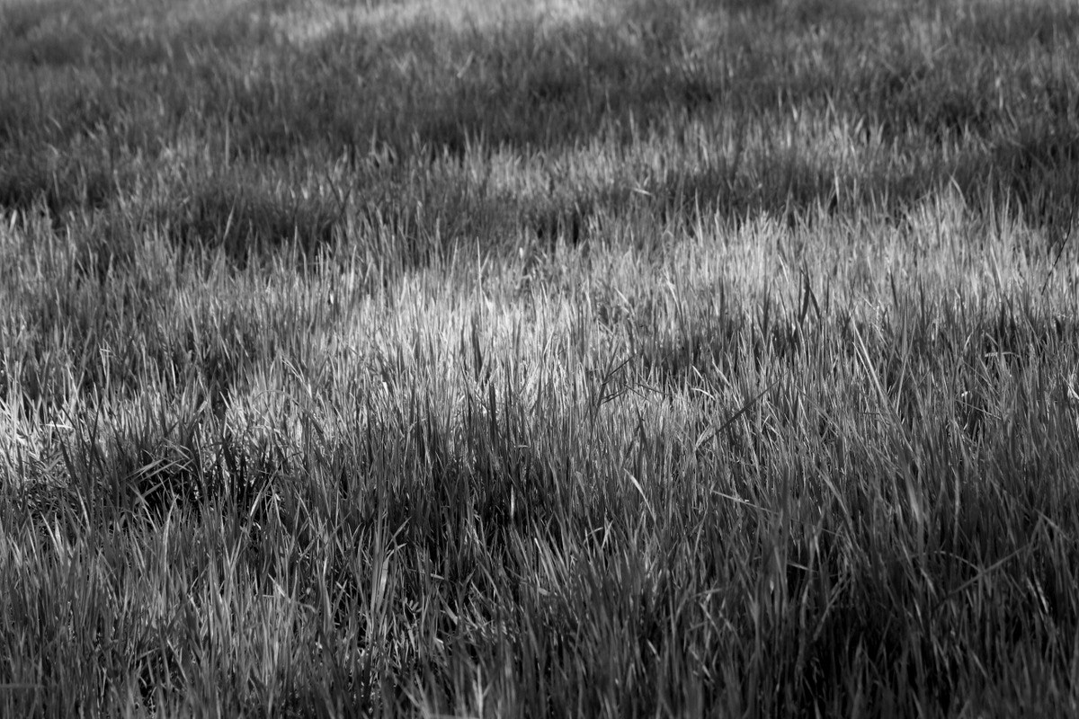 Canon EF-S 55-250mm F4-5.6 IS sample photo. () photography