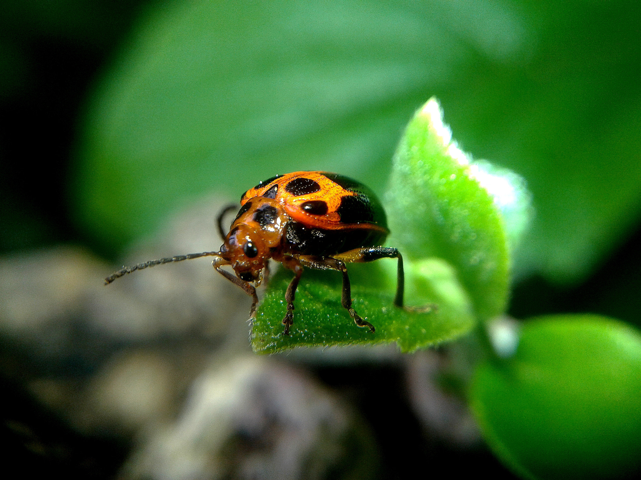 Samsung Galaxy Grand Neo Plus sample photo. A lady bird through my macro. photography