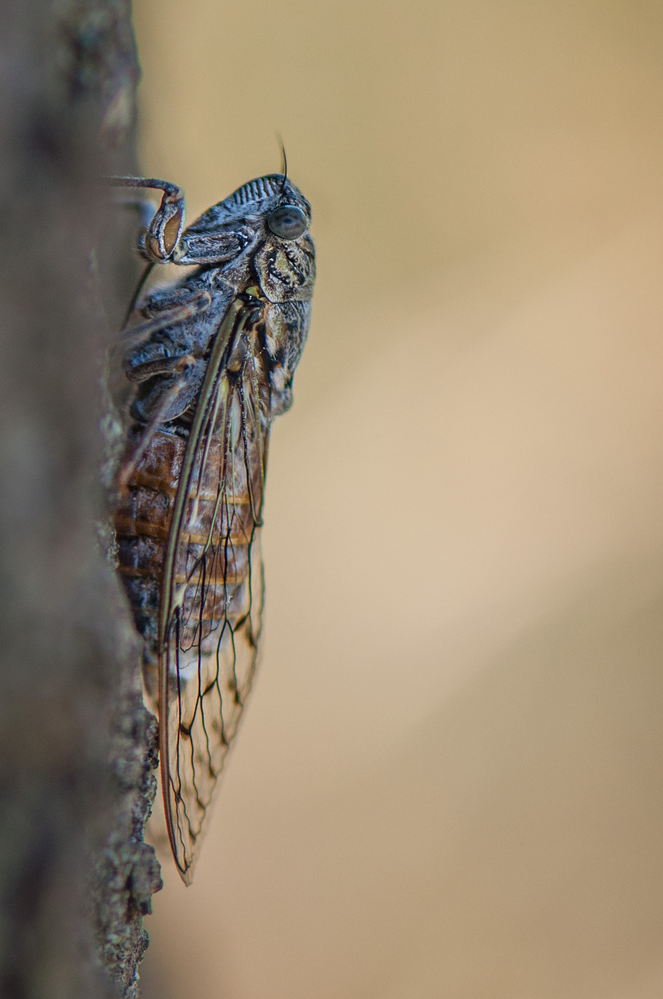Nikon AF-S Micro-Nikkor 105mm F2.8G IF-ED VR sample photo. Cicada song photography
