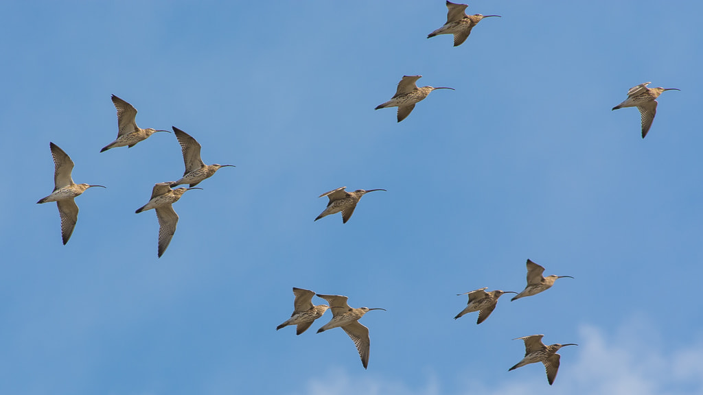 Nikon AF-S Nikkor 300mm F4D ED-IF sample photo. Curlews photography