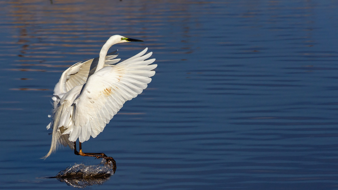 Canon EOS 6D sample photo. Silberreiher  (great egret) photography