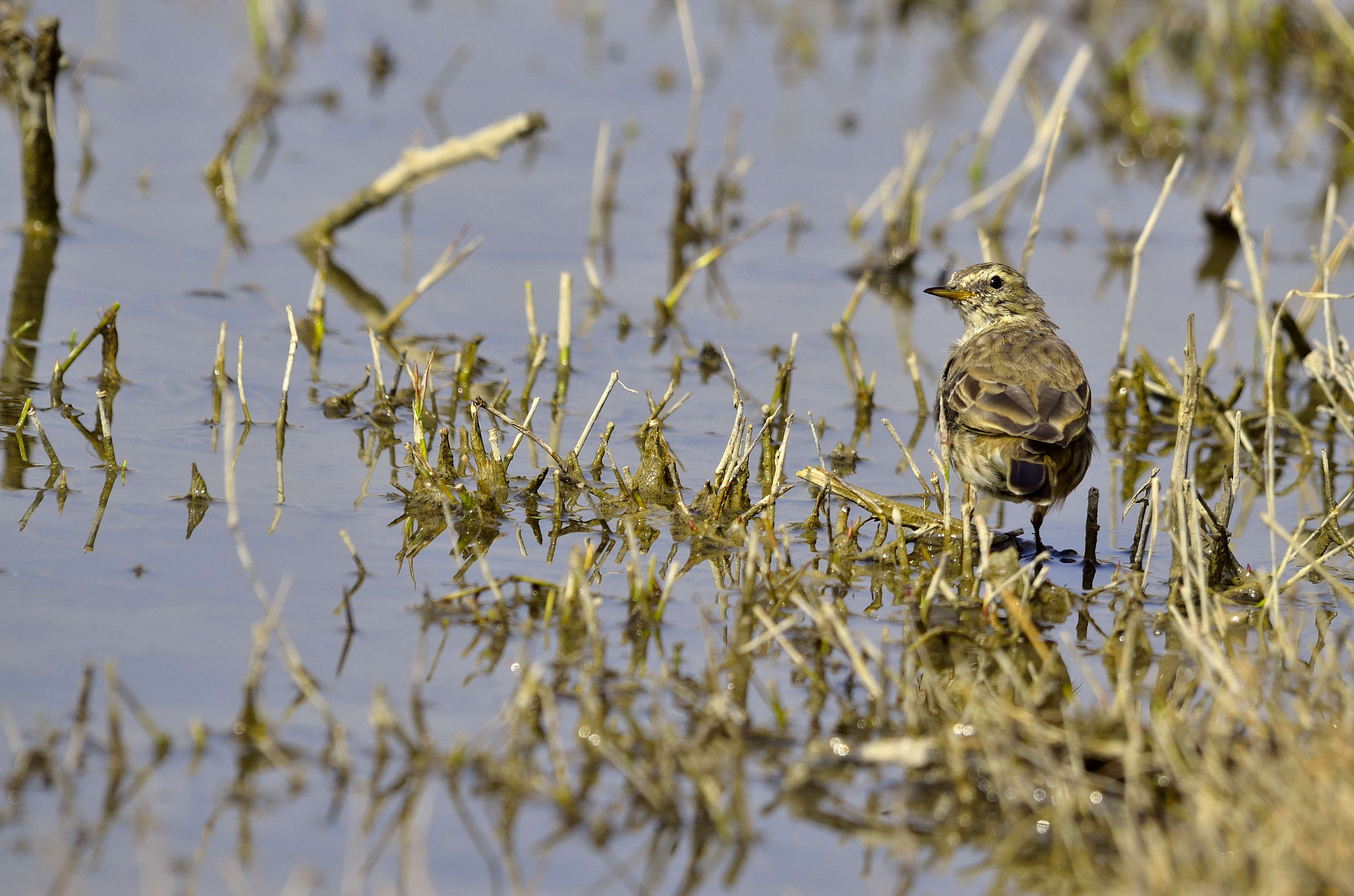 Sigma 150-500mm F5-6.3 DG OS HSM sample photo. Cutebird photography
