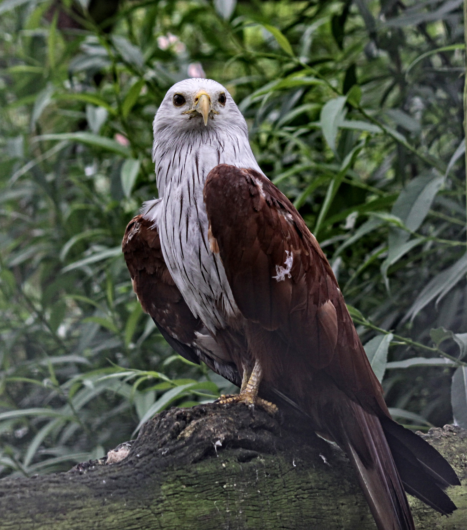 Canon EF-S 55-250mm F4-5.6 IS sample photo. Rf 17 pd photography