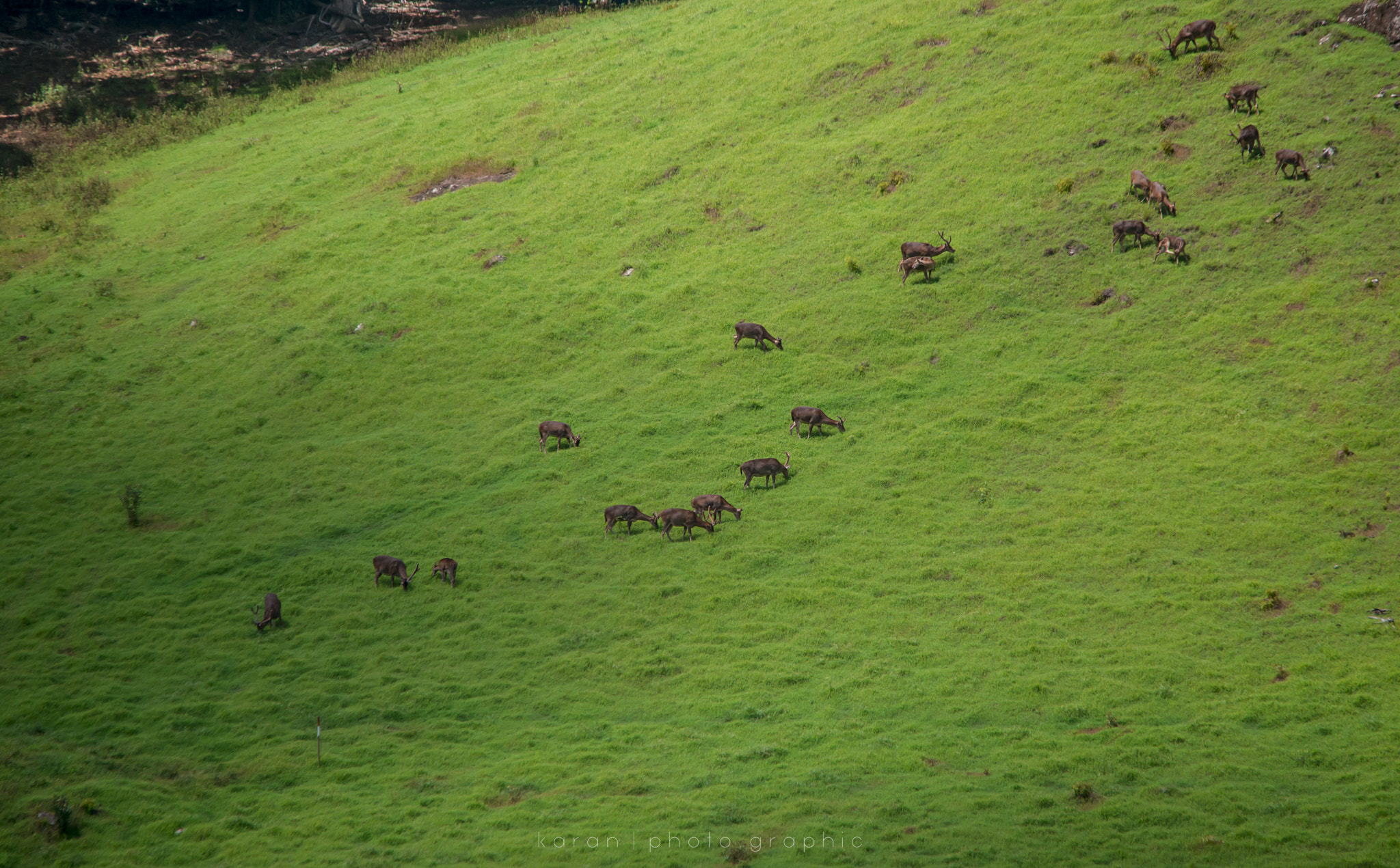 Nikon D800 + Sigma 150-500mm F5-6.3 DG OS HSM sample photo. The green. photography