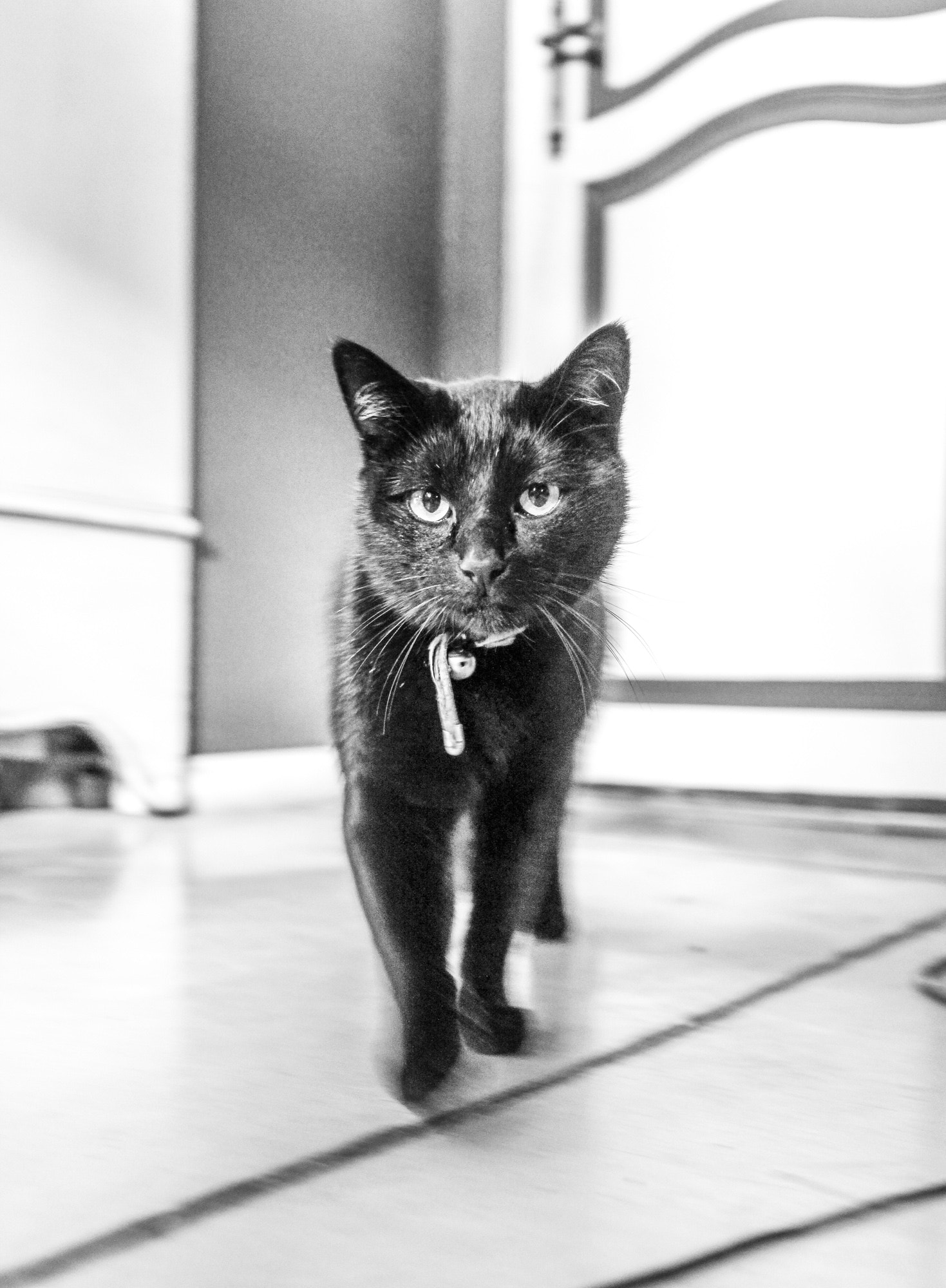 Canon EF-S 17-55mm F2.8 IS USM sample photo. This cat has something to say to you photography