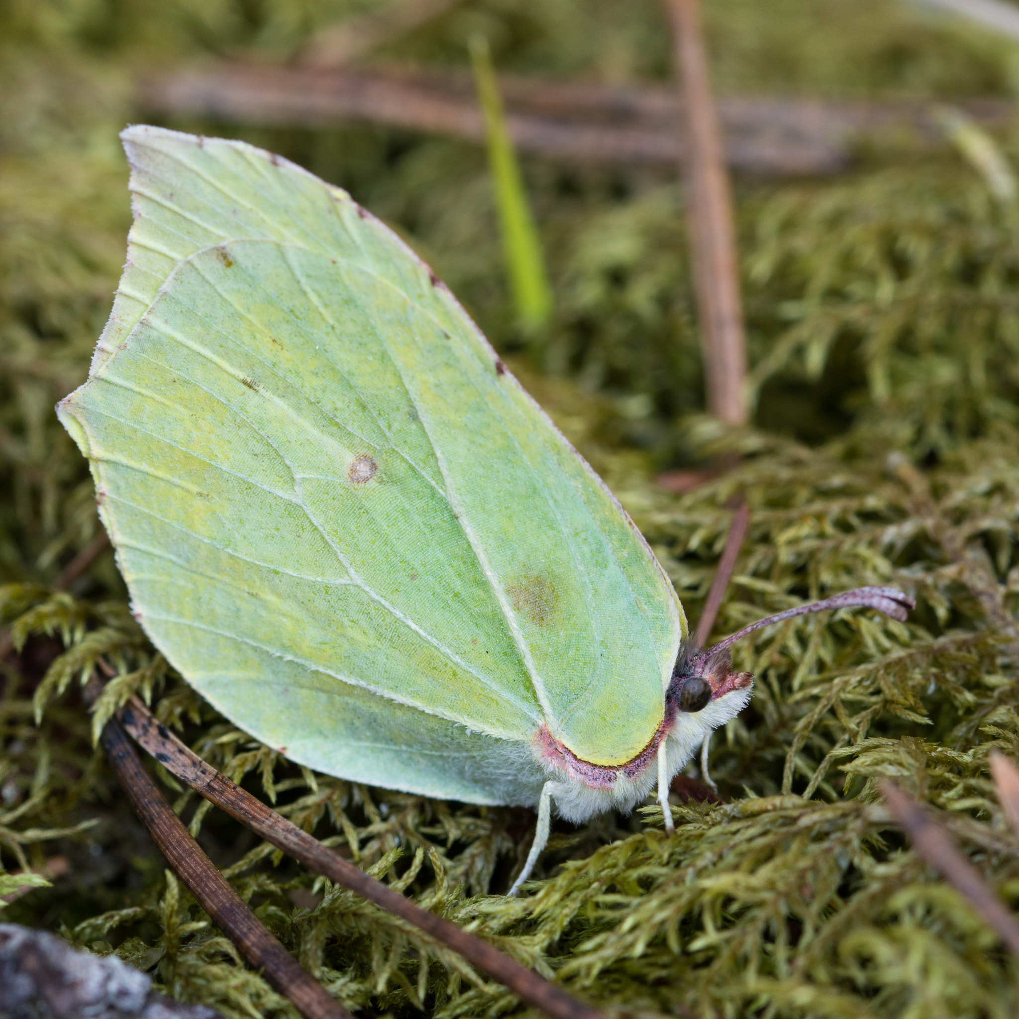 Sigma 105mm F2.8 EX DG OS HSM sample photo. Brimstone photography