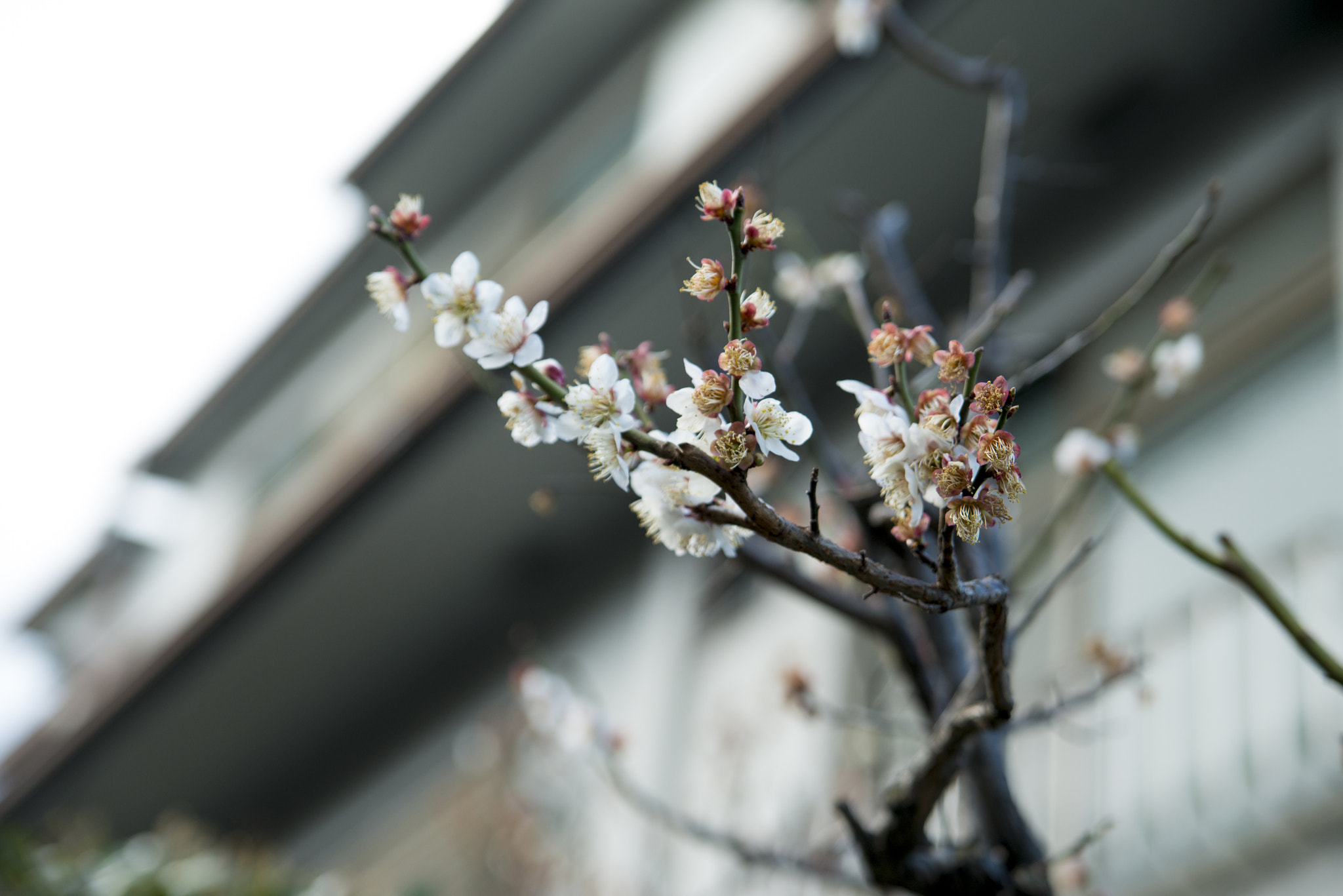 Tamron AF 28-75mm F2.8 XR Di LD Aspherical (IF) sample photo. Spring has come photography