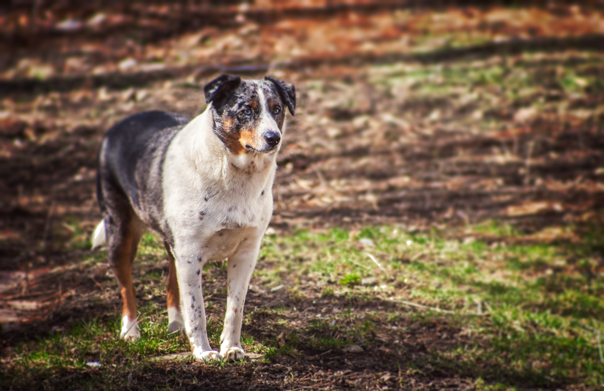 EF75-300mm f/4-5.6 sample photo. 2 blue photography