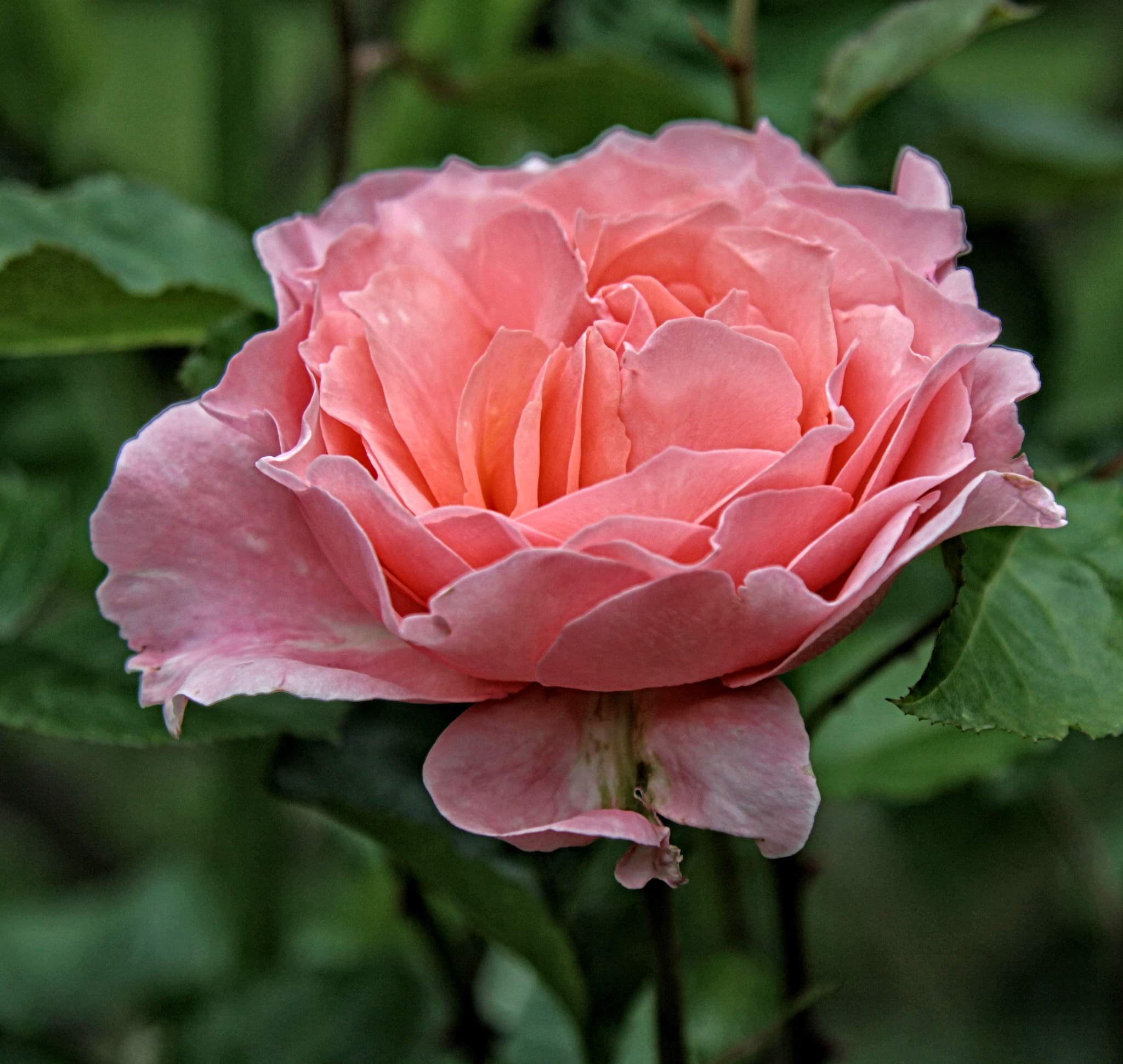 Canon EOS 50D + Canon EF 24-105mm F4L IS USM sample photo. Lg rose 01 r photography