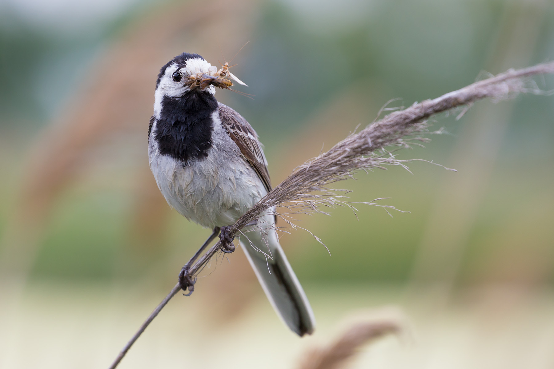 Canon EOS 6D sample photo. Bachstelze (wagtail) photography