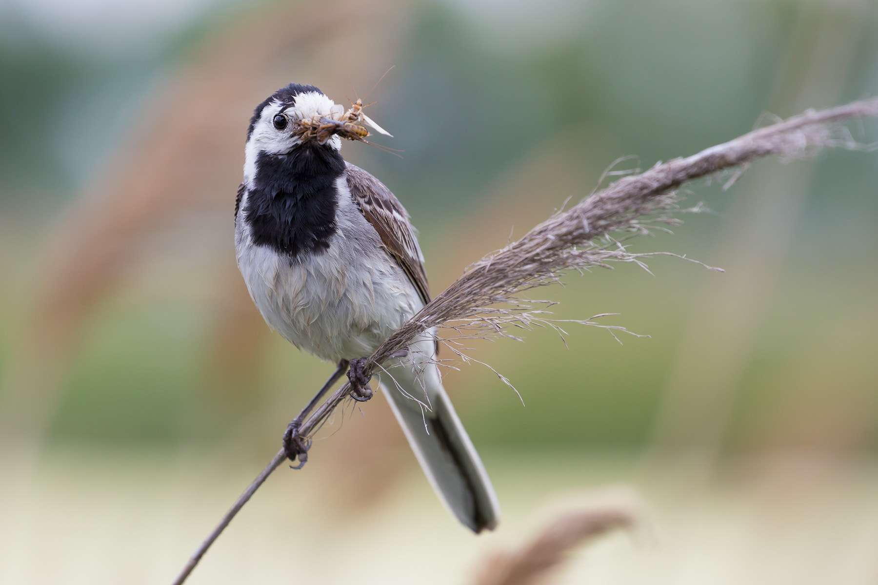 Canon EF 70-300mm F4-5.6L IS USM sample photo. Bachstelze (wagtail) photography