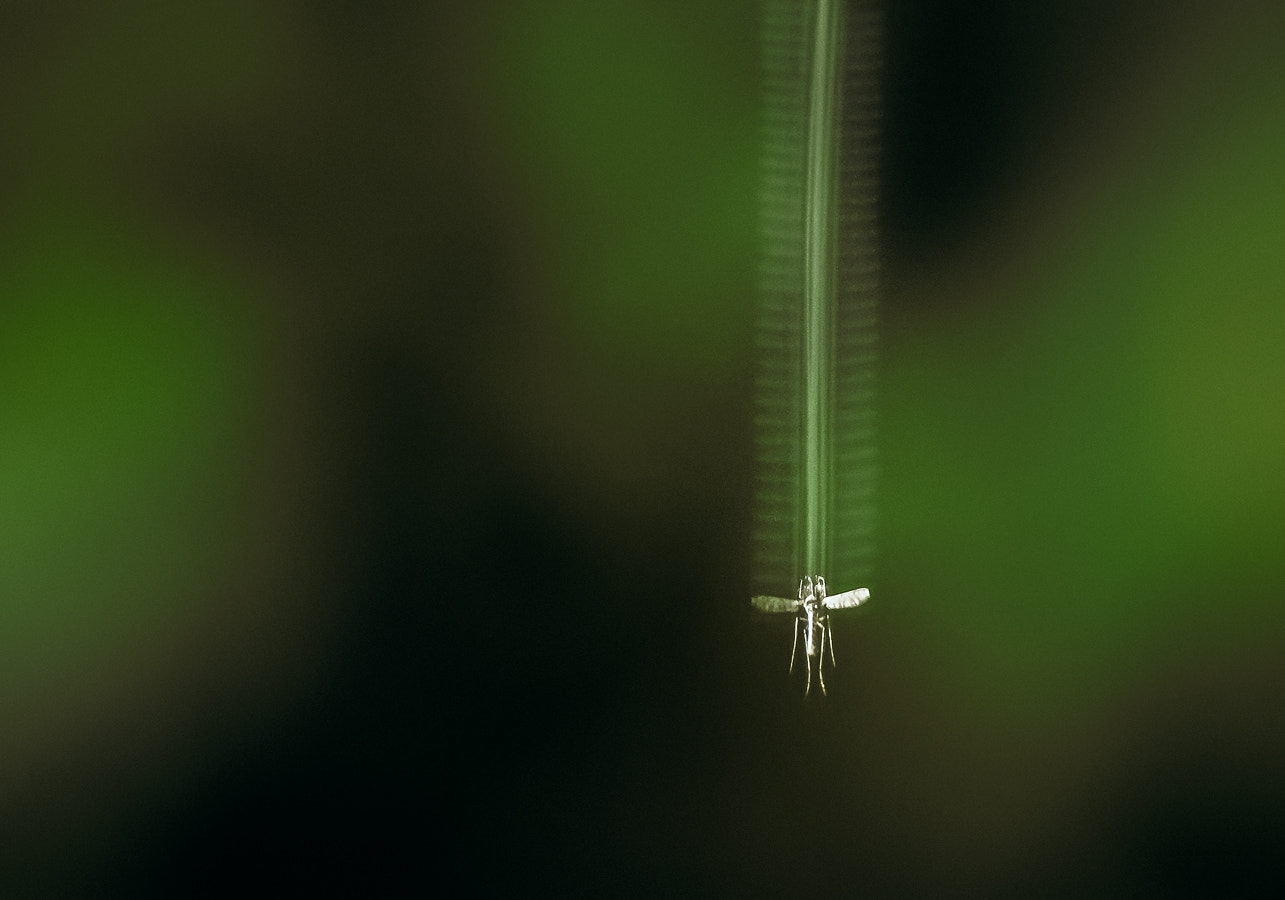 Nikon D300 sample photo. Zipper photography
