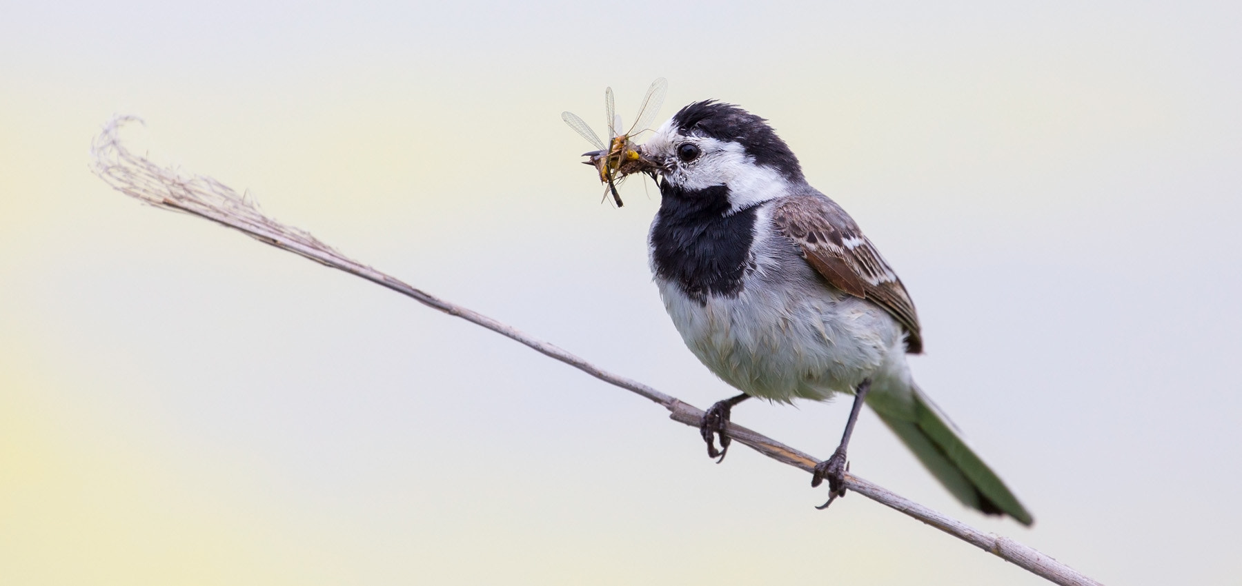 Canon EF 70-300mm F4-5.6L IS USM sample photo. Bachstelze (wagtail) photography