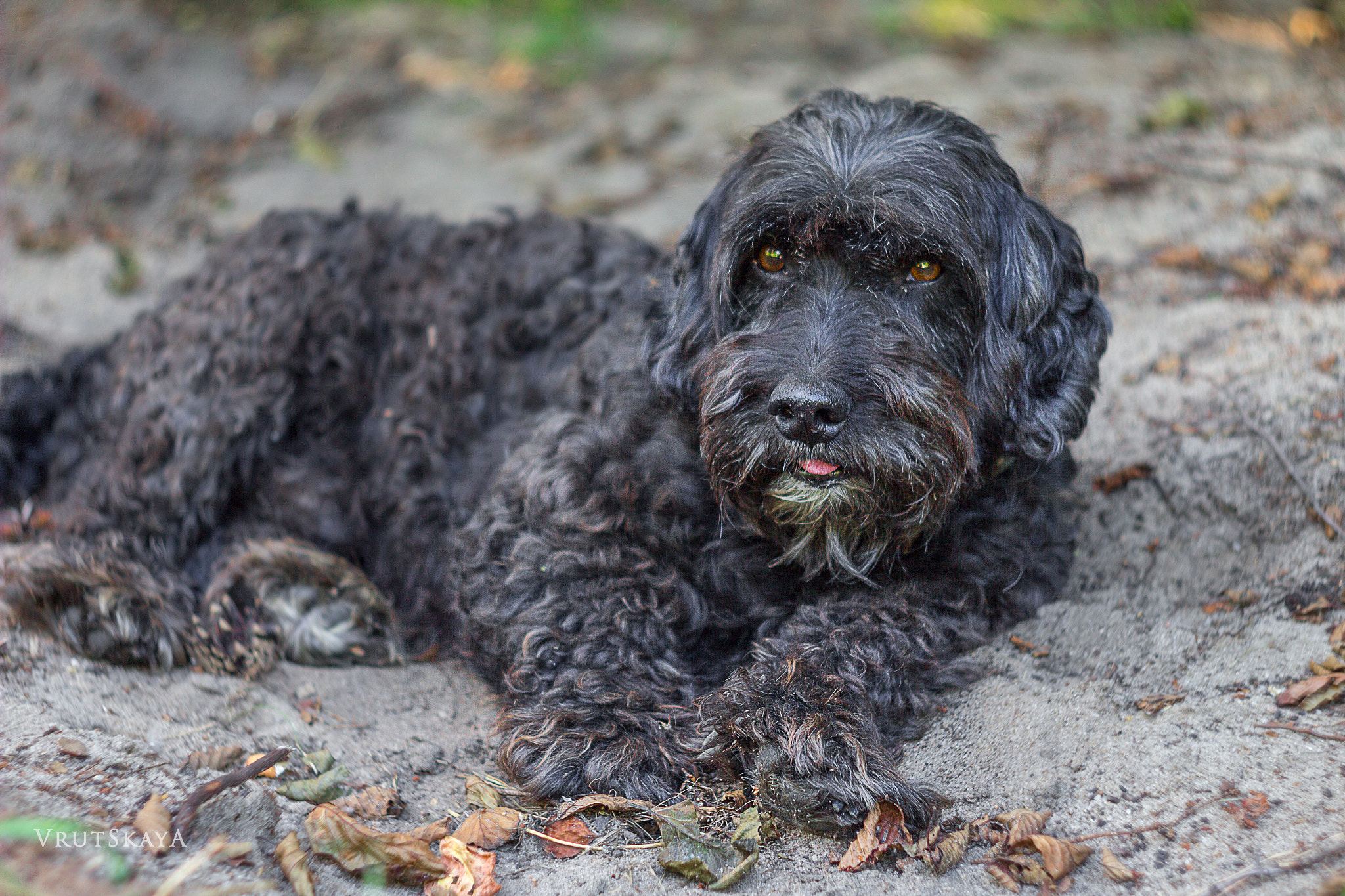 Canon EF 35-80mm f/4-5.6 sample photo. () photography