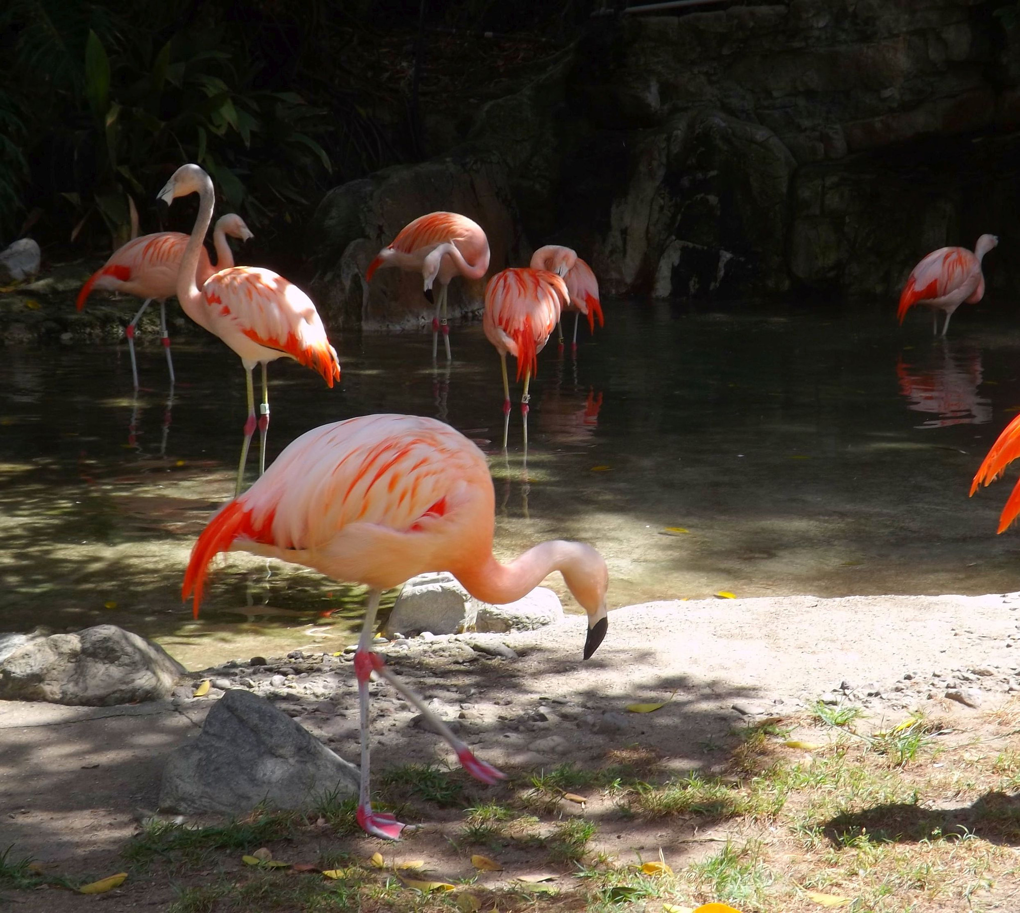 Fujifilm FinePix S4200 sample photo. Animals picture la zoo flamingo photography