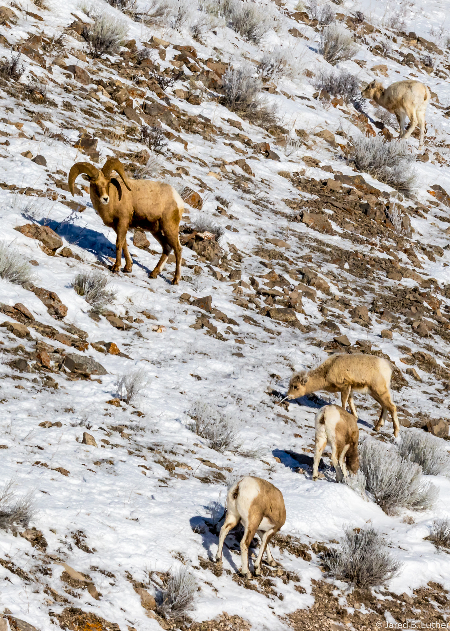 150-600mm F5-6.3 DG OS HSM | Contemporary 015 sample photo. King of the mountain photography