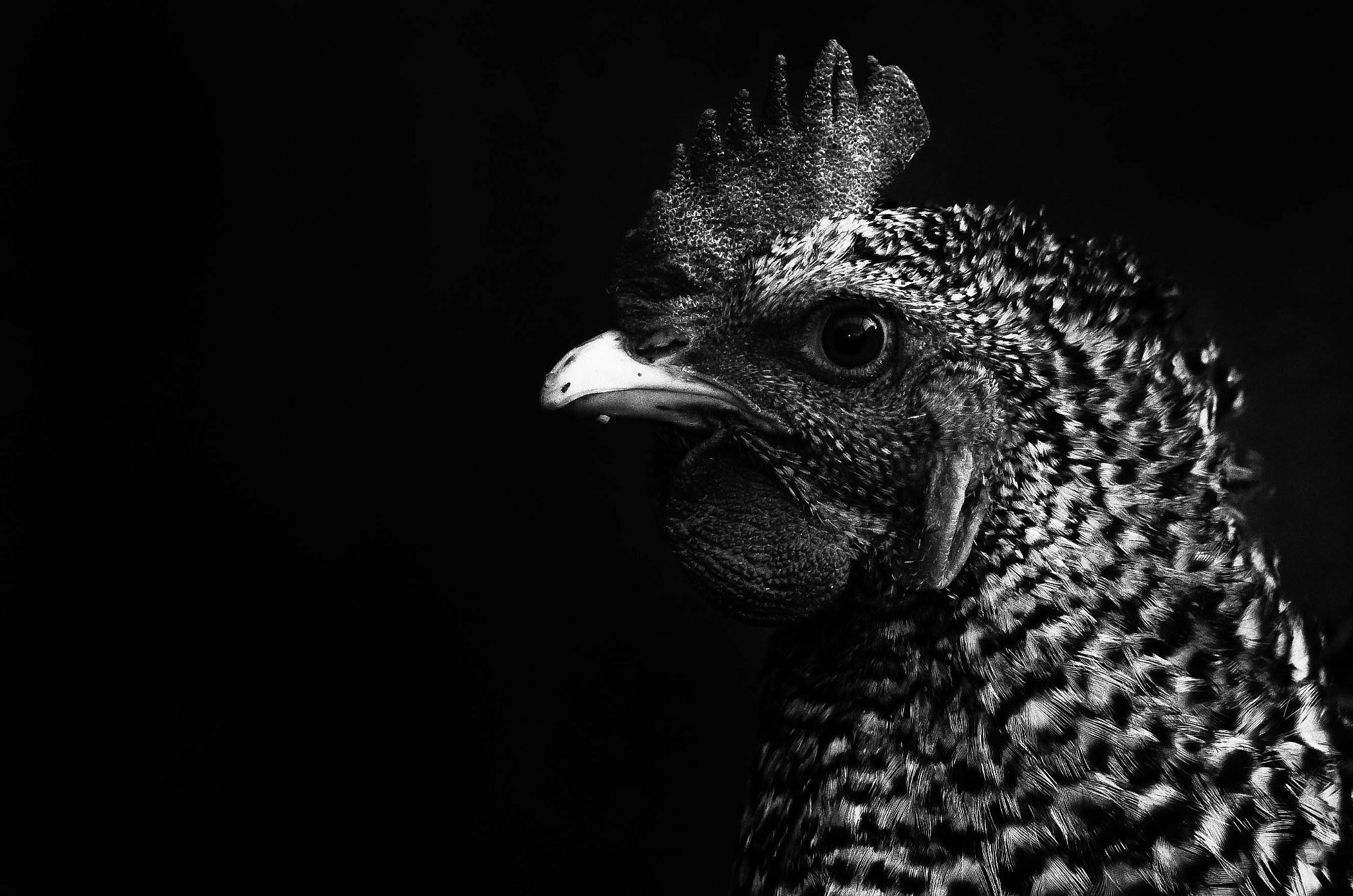 Sigma 105mm F2.8 EX DG OS HSM sample photo. Black chicken photography