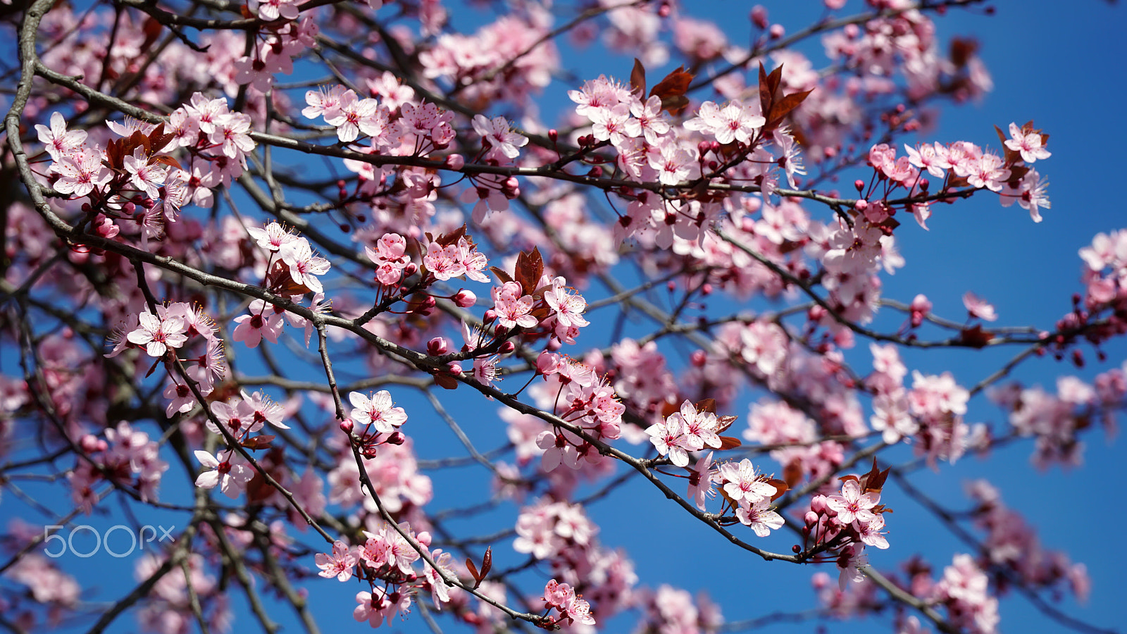 Sony a6500 sample photo. White spring flowers on the background of blue sky photography