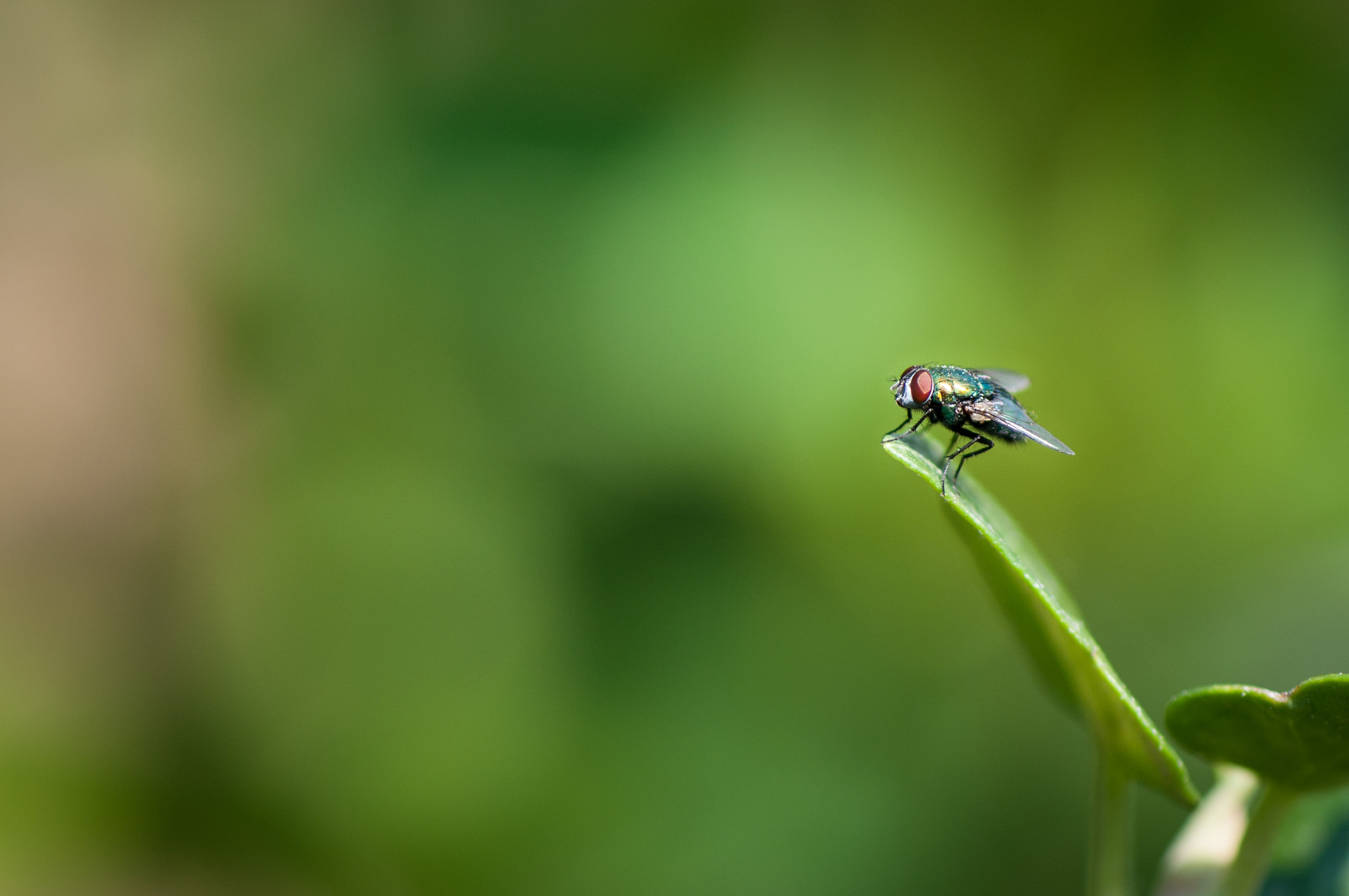 Nikon AF-S Micro-Nikkor 105mm F2.8G IF-ED VR sample photo. Fly (1) photography