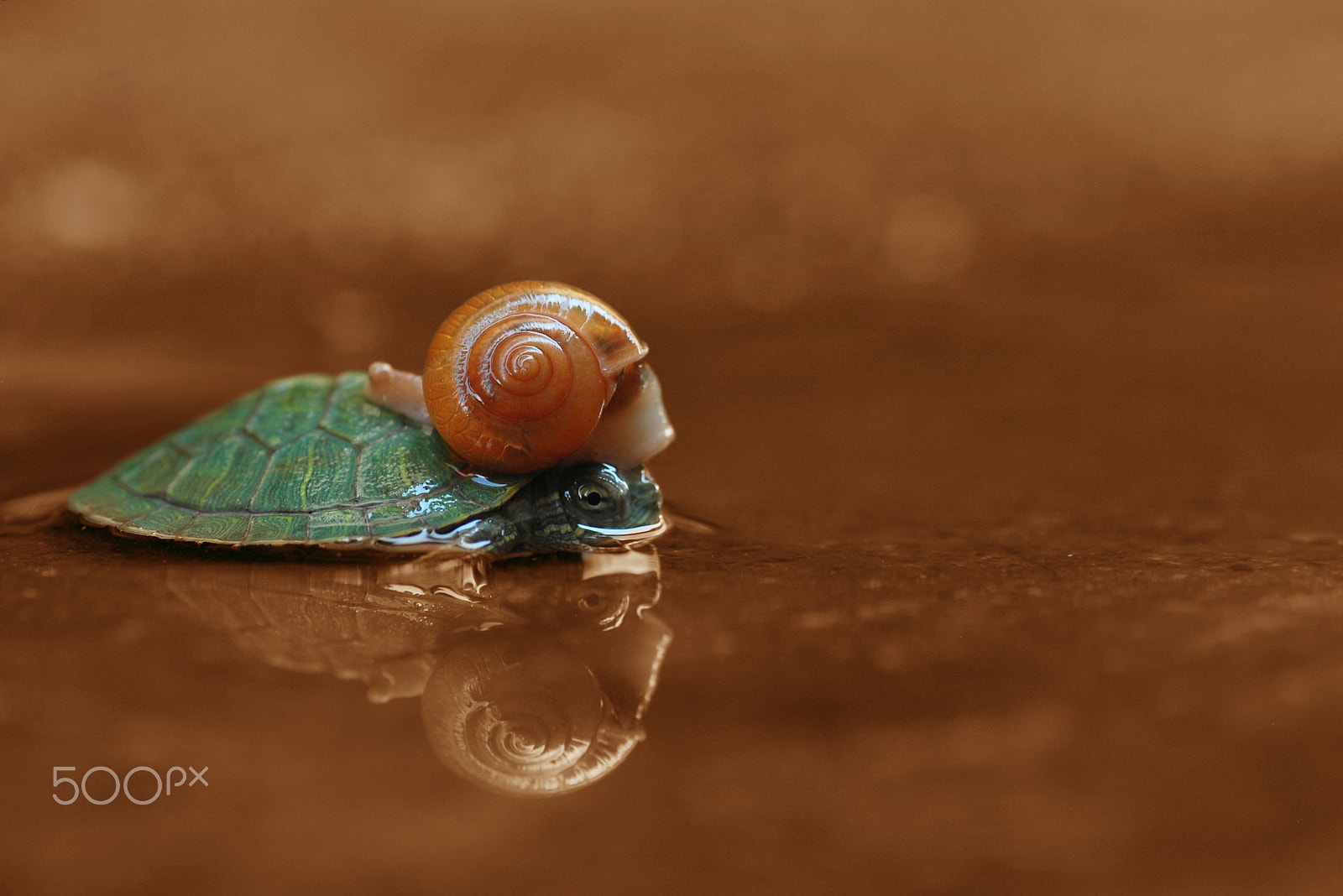 Nikon D60 sample photo. Snail end turtle,snail,turtle photography