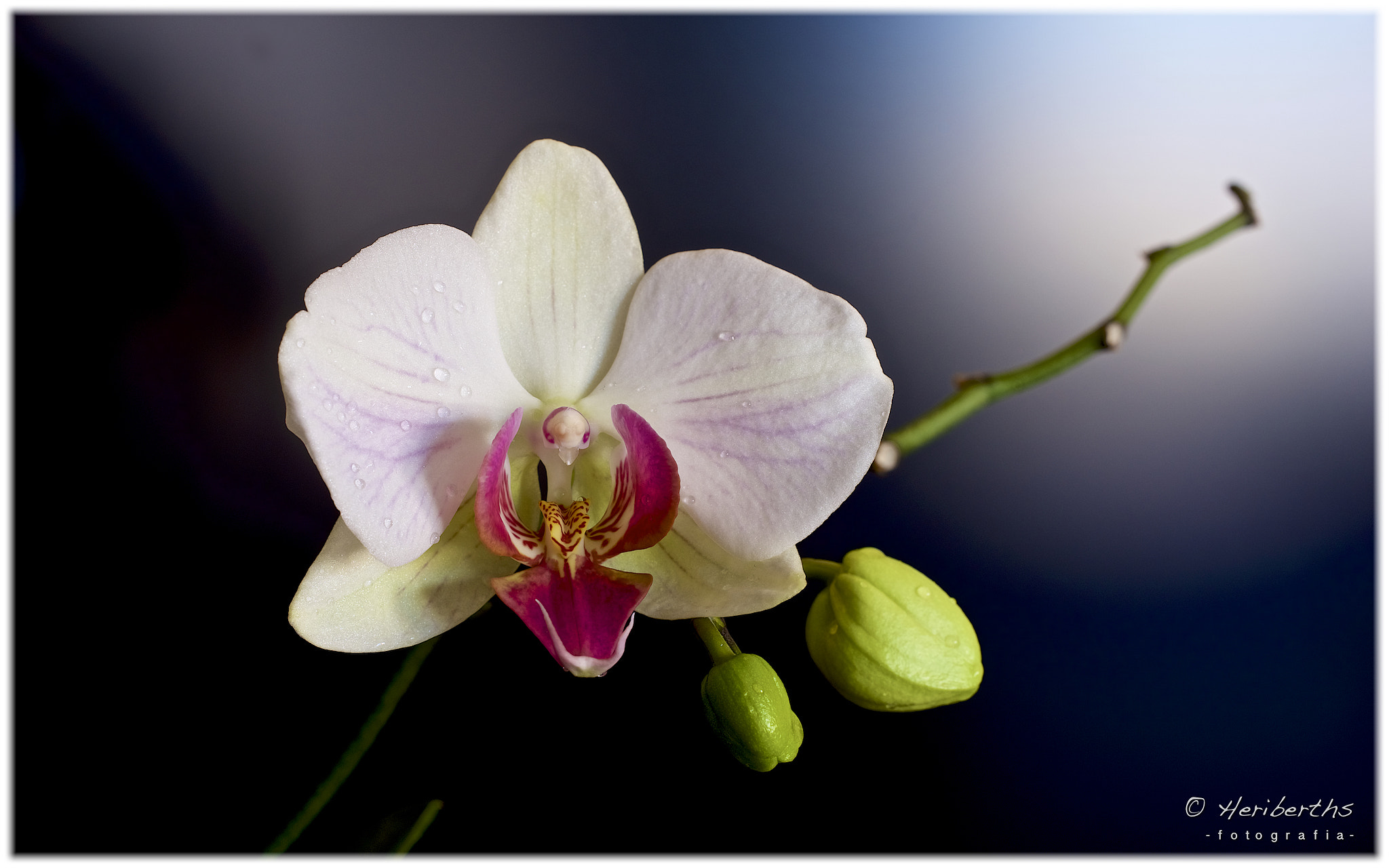 Nikon D750 + AF Nikkor 50mm f/1.8 sample photo. Orquidea photography