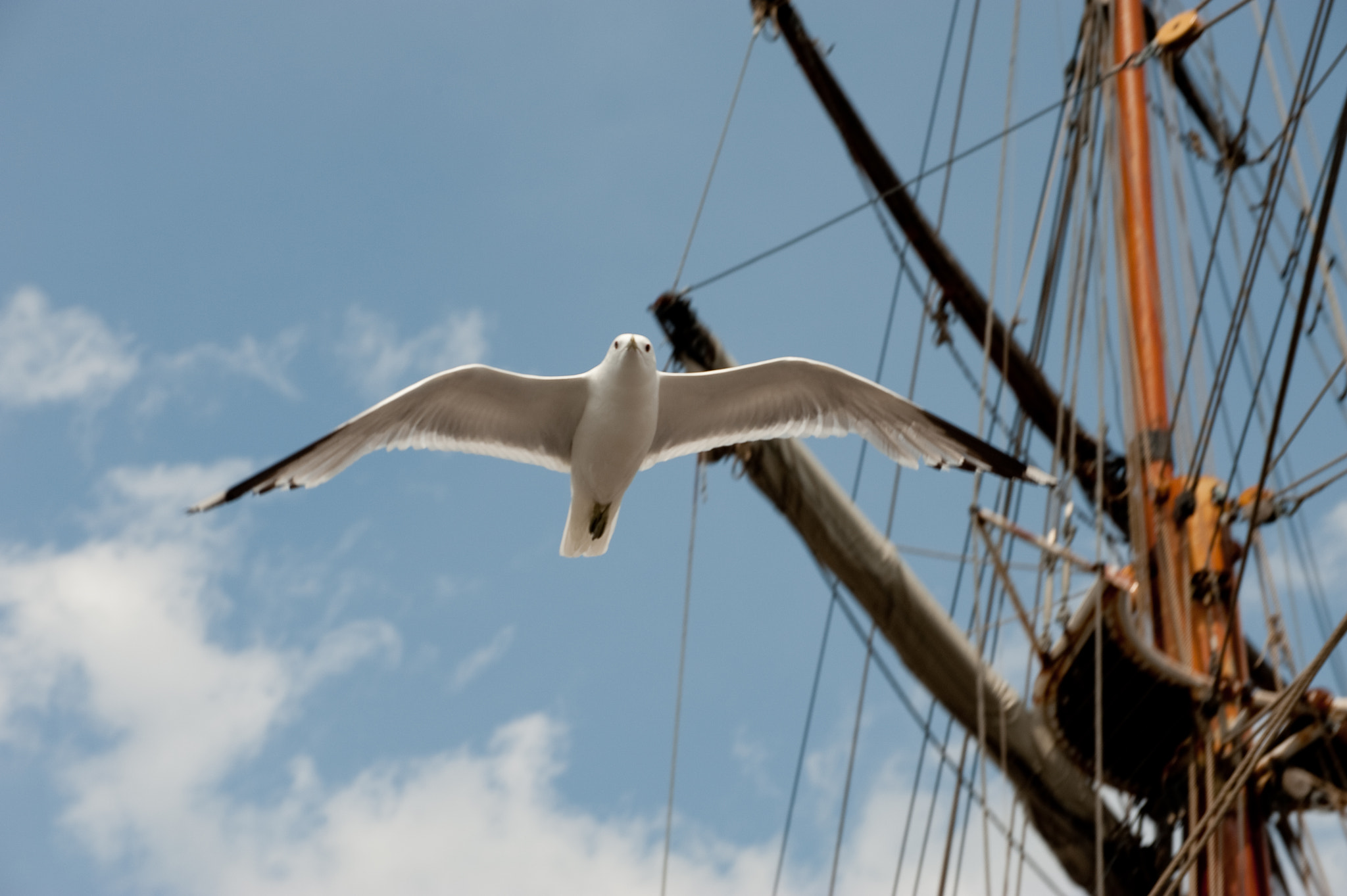 Nikon D700 sample photo. Seagull photography