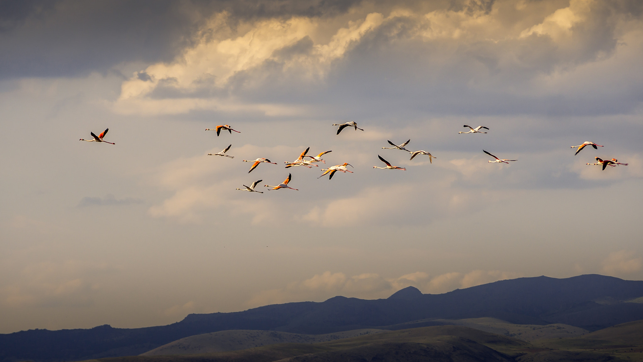 Olympus OM-D E-M10 sample photo. Flamingo photography