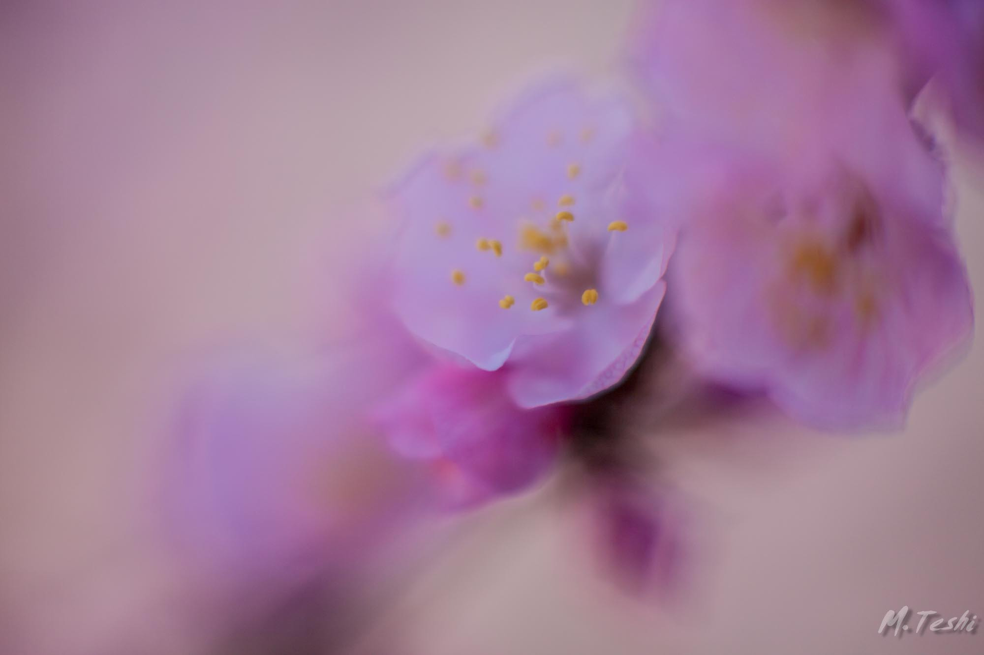 Canon EF 85mm F1.2L II USM sample photo. Apricot blossoms 2017-3 photography