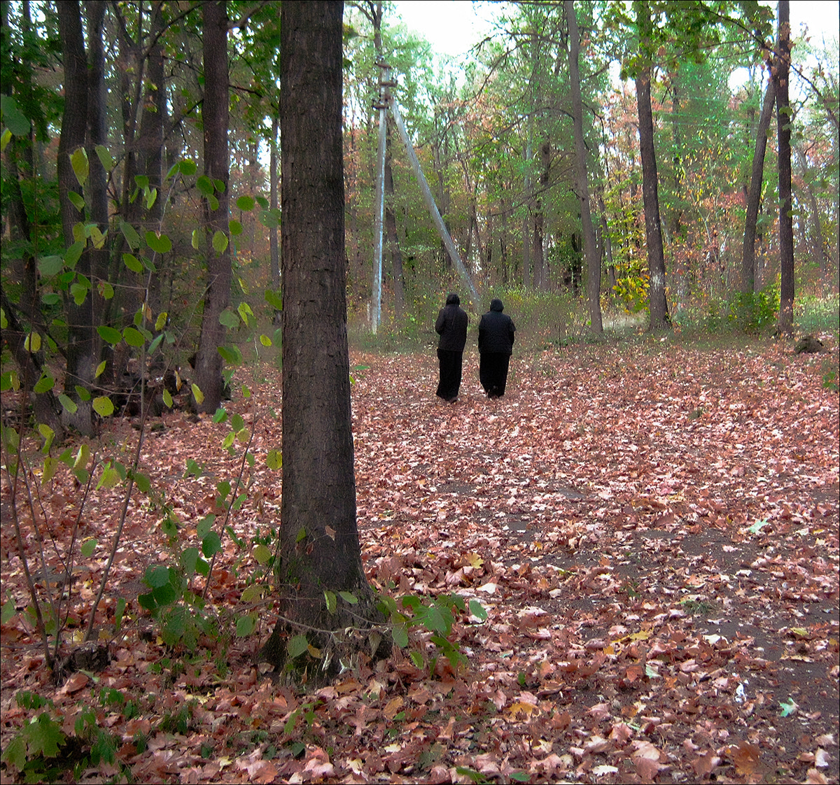 Canon PowerShot A800 sample photo. In the monastery forest photography