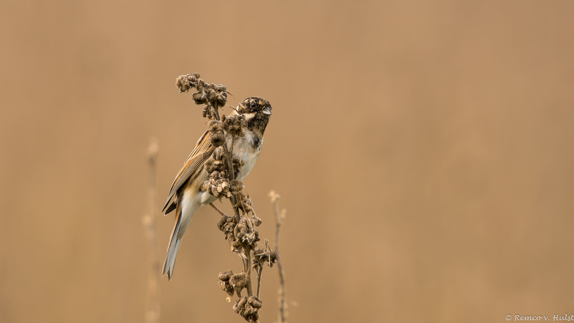 Sony ILCA-77M2 + Tamron SP 150-600mm F5-6.3 Di VC USD sample photo. Reed bunting  photography