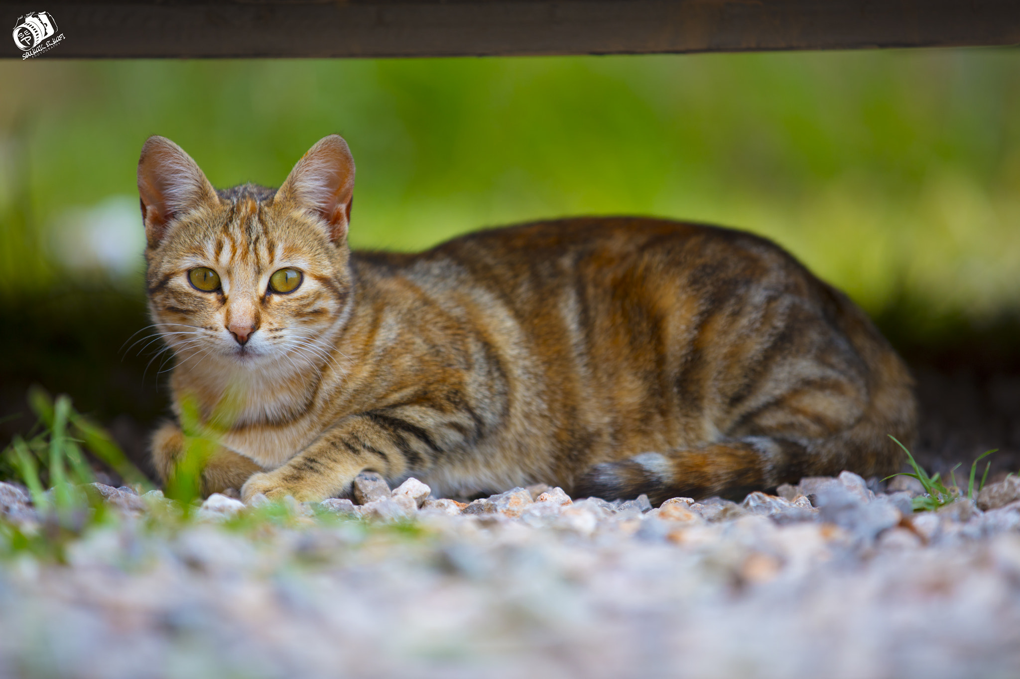 Canon EOS 5DS R sample photo. My cat photography