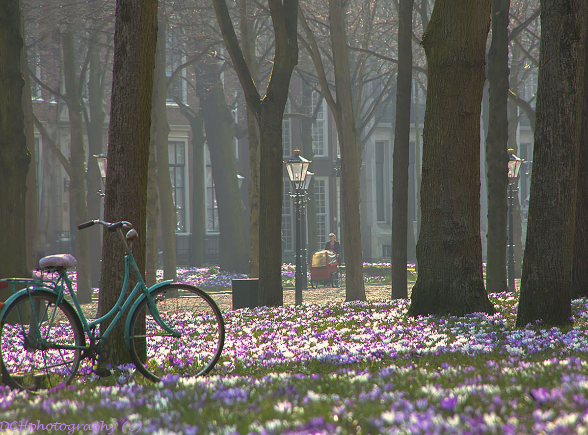 Sigma 18-200mm f/3.5-6.3 DC OS sample photo. Typical dutch photography
