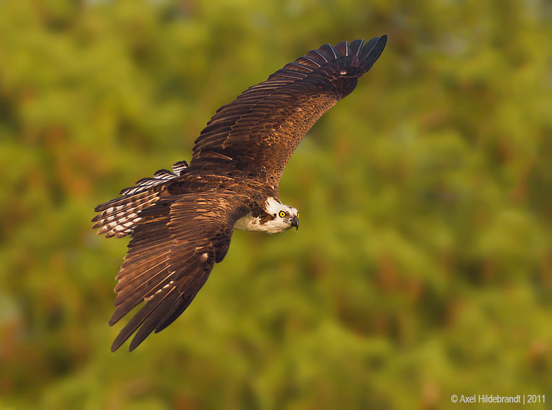 Canon EF 500mm F4L IS USM sample photo. Osprey photography