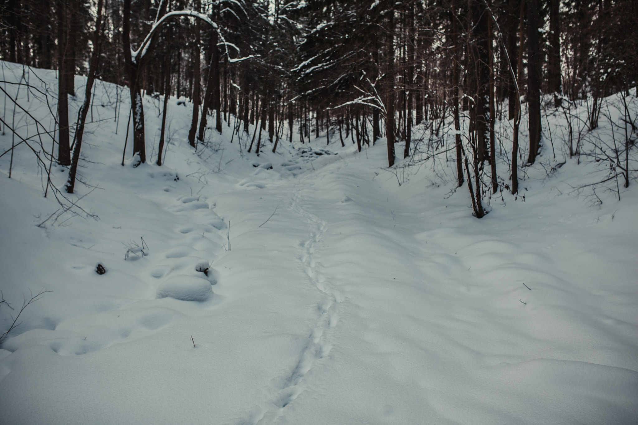 Sigma 35mm F1.4 DG HSM Art sample photo. Img photography