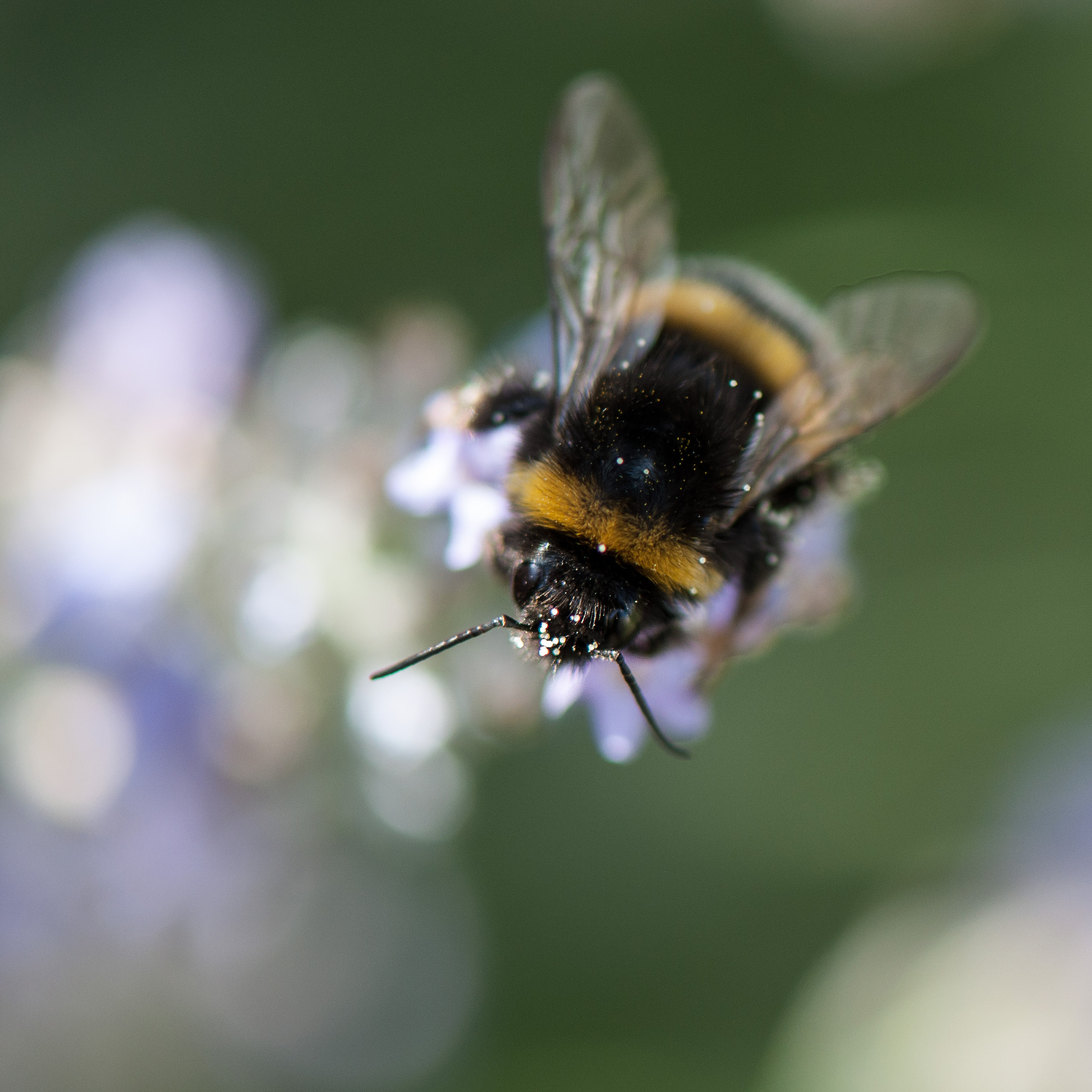 Nikon AF-S Micro-Nikkor 105mm F2.8G IF-ED VR sample photo. Bumblebee & pollen photography