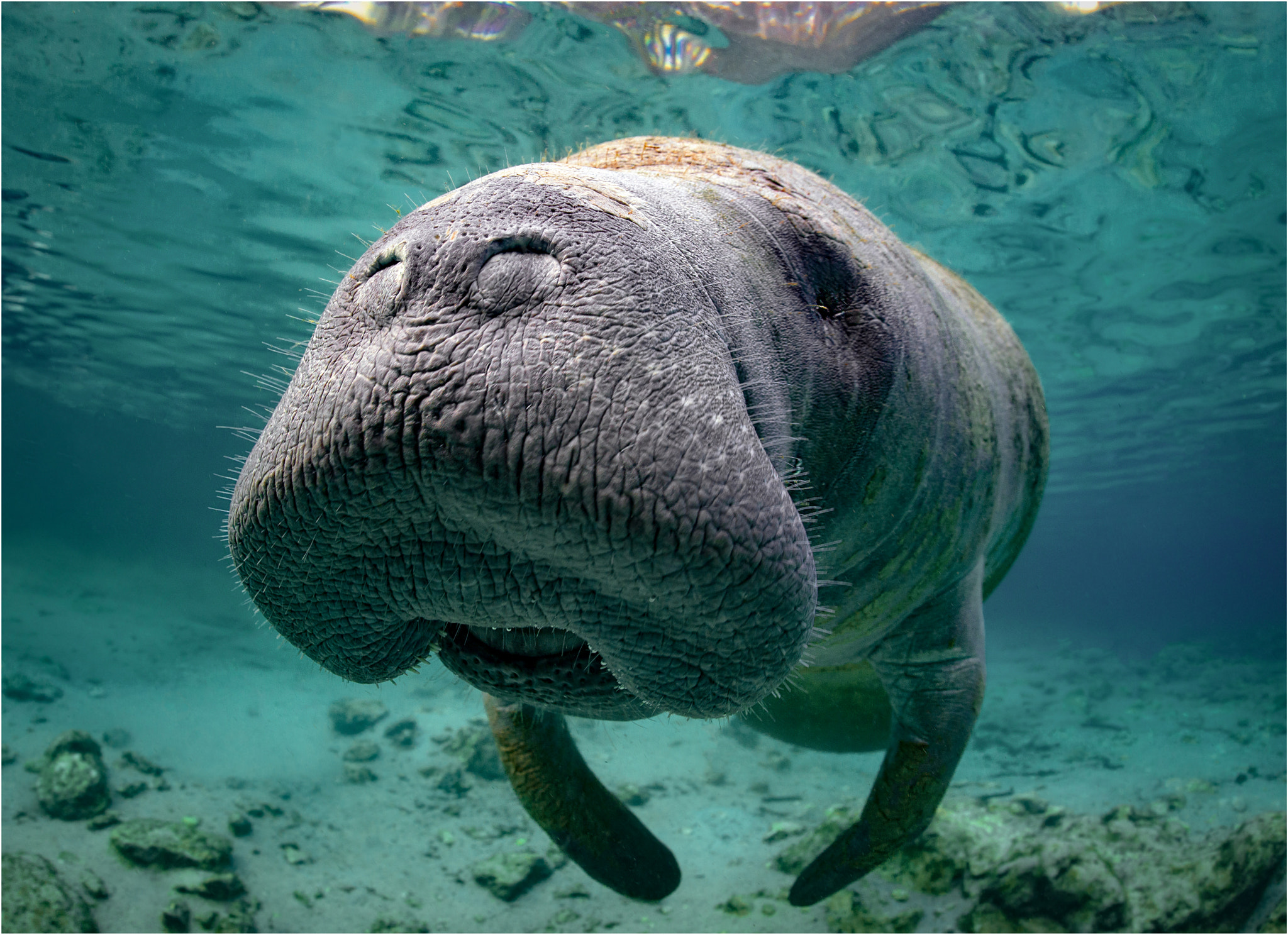 Nikon AF Fisheye-Nikkor 16mm F2.8D sample photo. Manatee photography