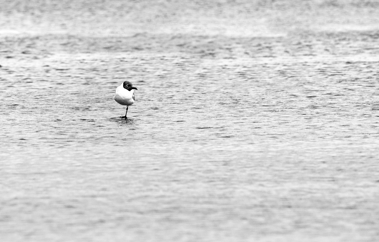 Canon EF-S 55-250mm F4-5.6 IS II sample photo. Img photography