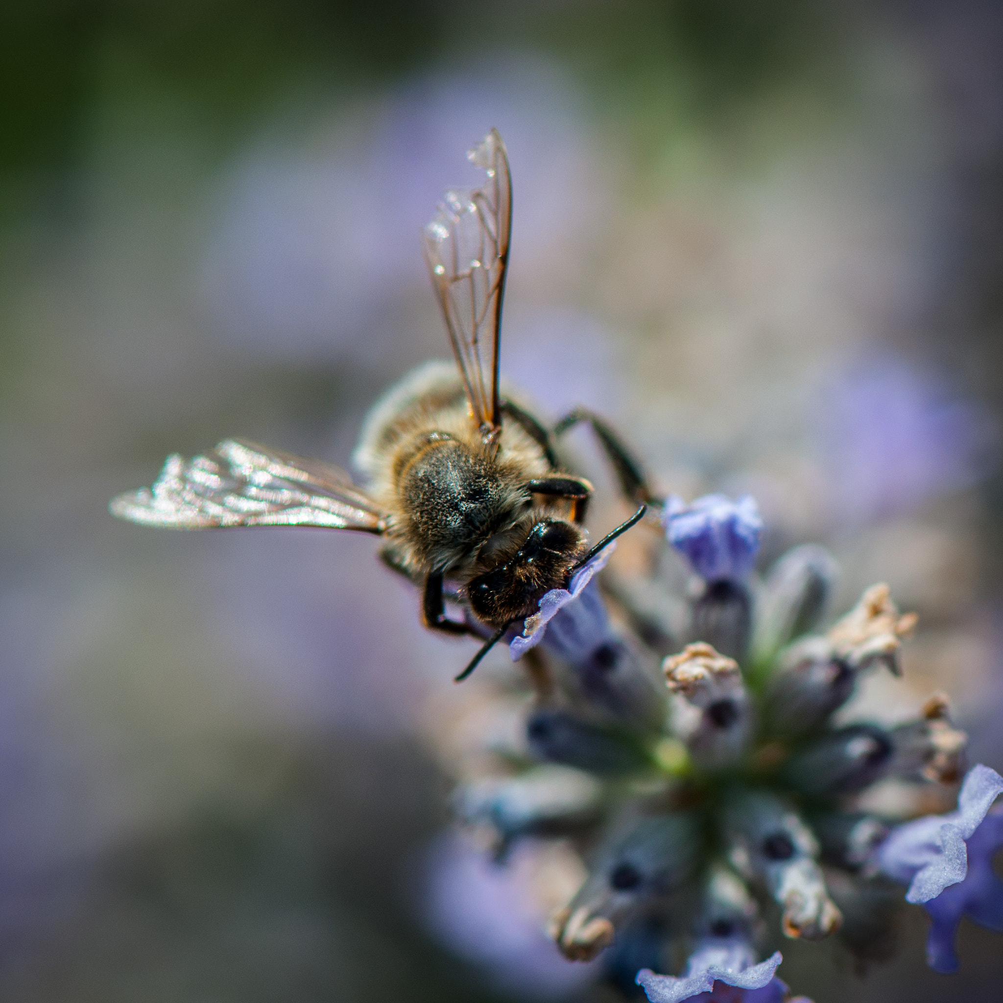 Nikon AF-S Micro-Nikkor 105mm F2.8G IF-ED VR sample photo. Seems to smell good. photography
