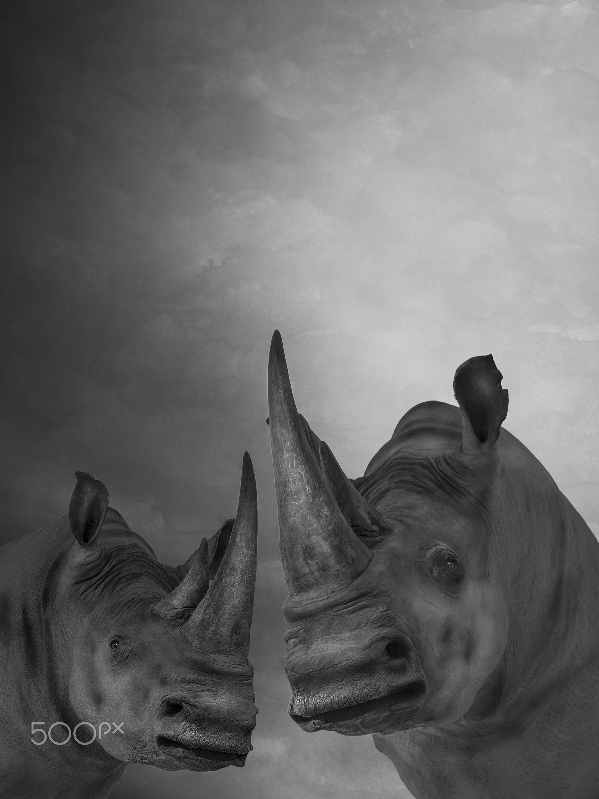 Nikon D800 sample photo. Two rhinos photography