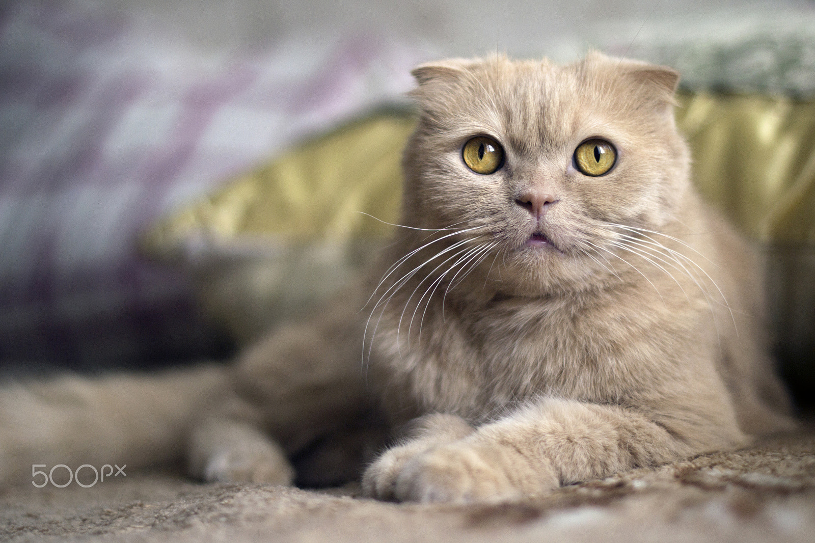 Nikon D3100 + Nikon AF-S Nikkor 50mm F1.4G sample photo. Home cat looking forward photography