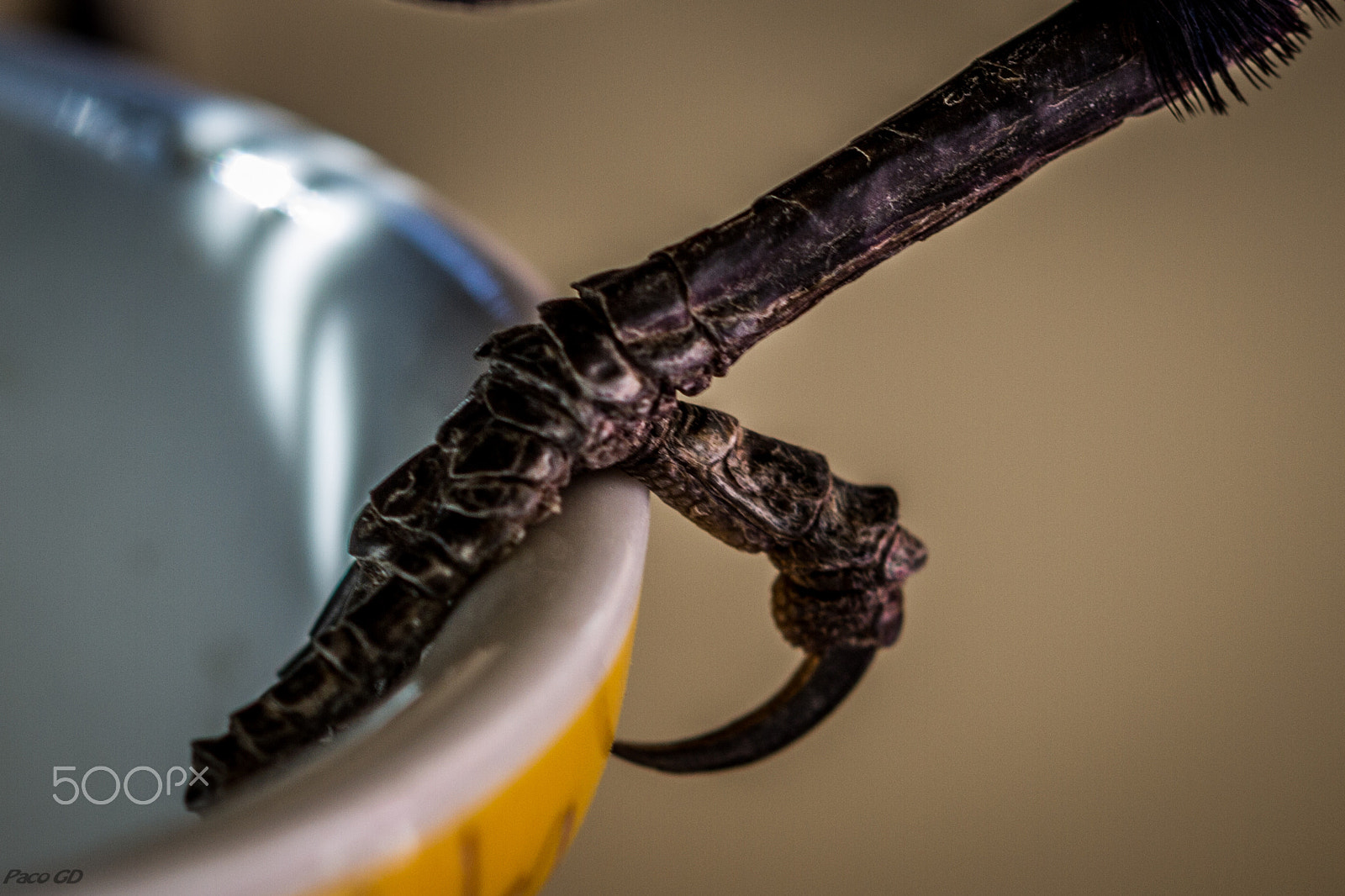Canon EF 100mm F2.8 Macro USM sample photo. La garra photography