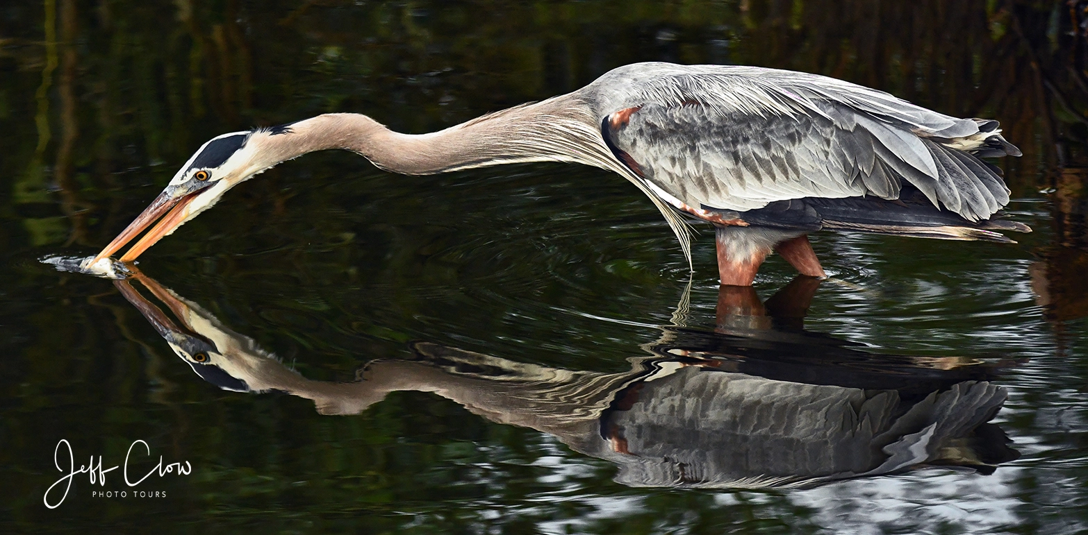 Nikon D500 sample photo. Heron on the hunt photography
