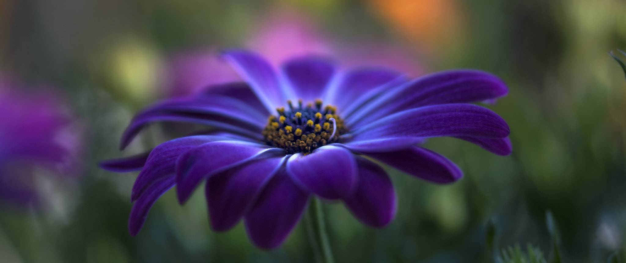 Sigma 105mm F2.8 EX DG OS HSM sample photo. Spring is coming 2 photography
