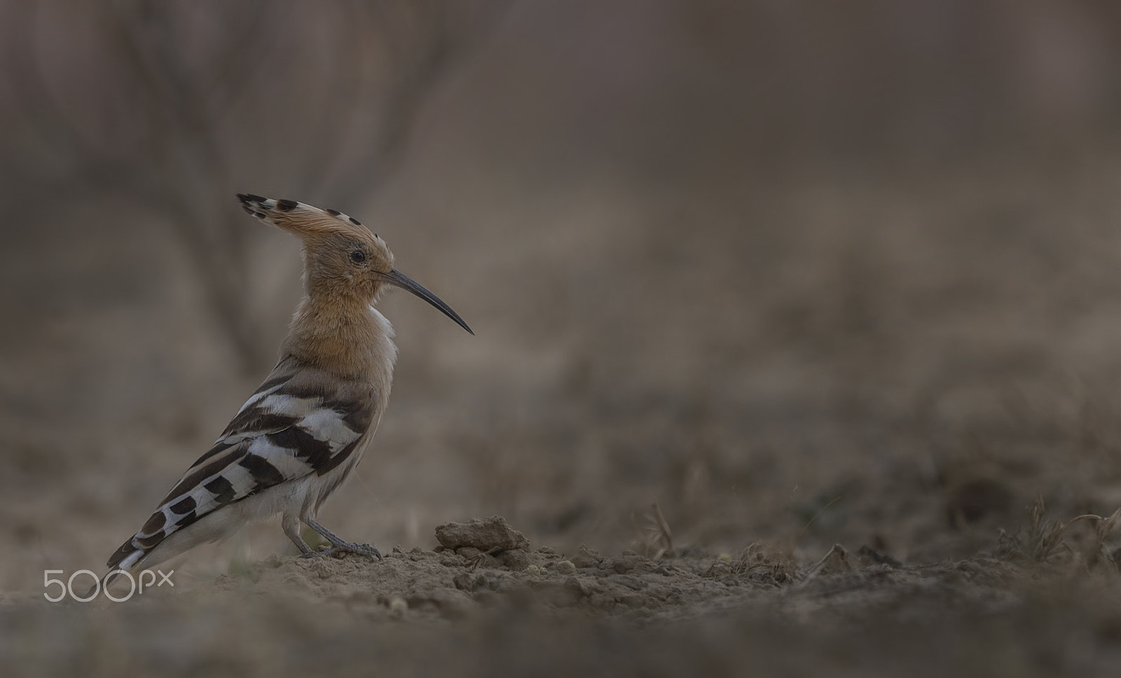 Nikon D750 + Nikon AF-S Nikkor 500mm F4G ED VR sample photo. Hoopoe photography