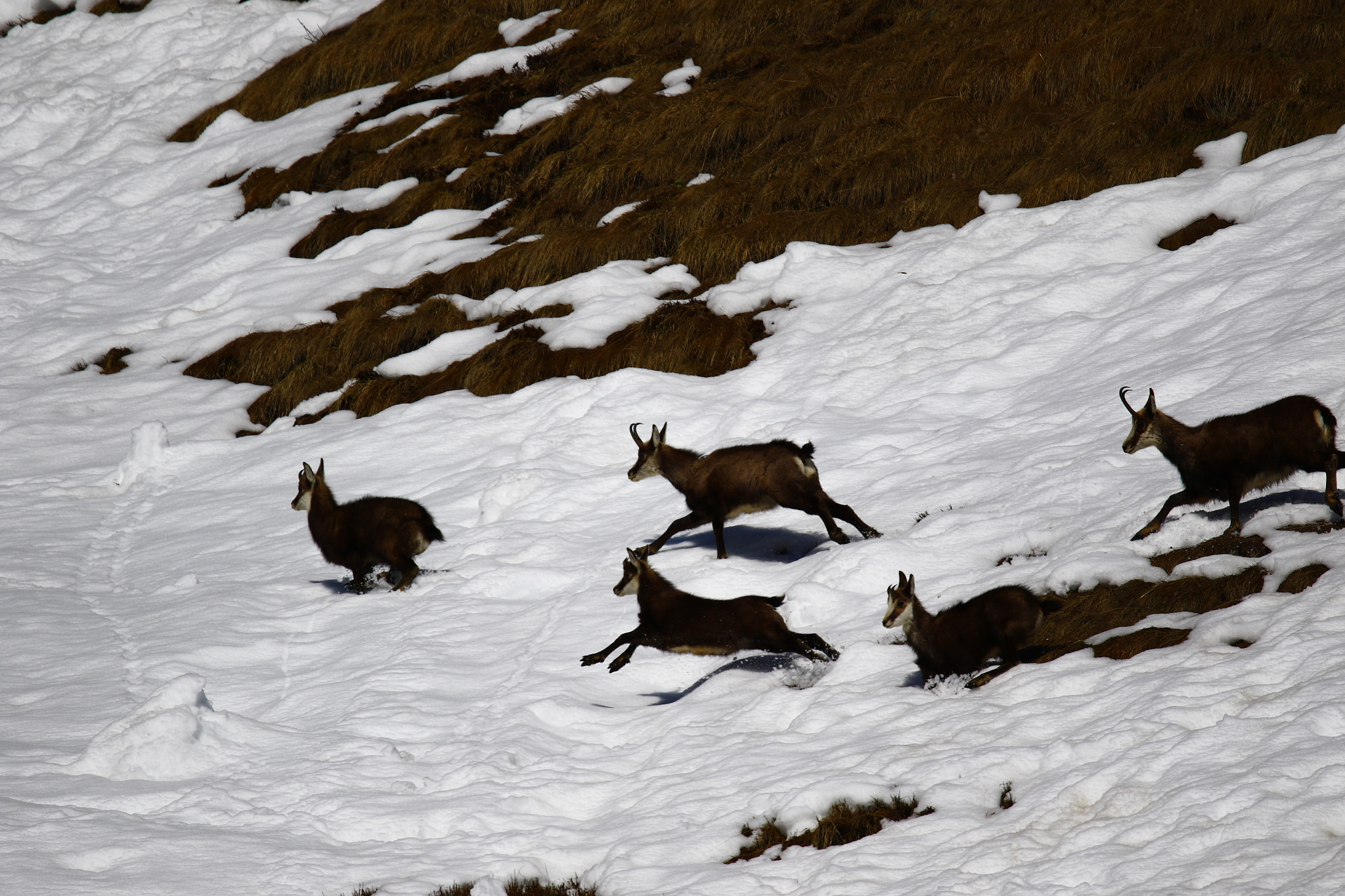 Canon EOS 7D Mark II + Sigma 150-600mm F5-6.3 DG OS HSM | S sample photo. Chamois on the run photography