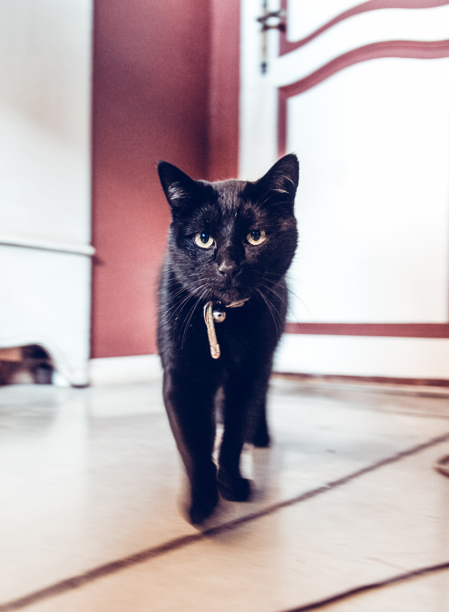 Canon EF-S 17-55mm F2.8 IS USM sample photo. This cat has something to say to you photography