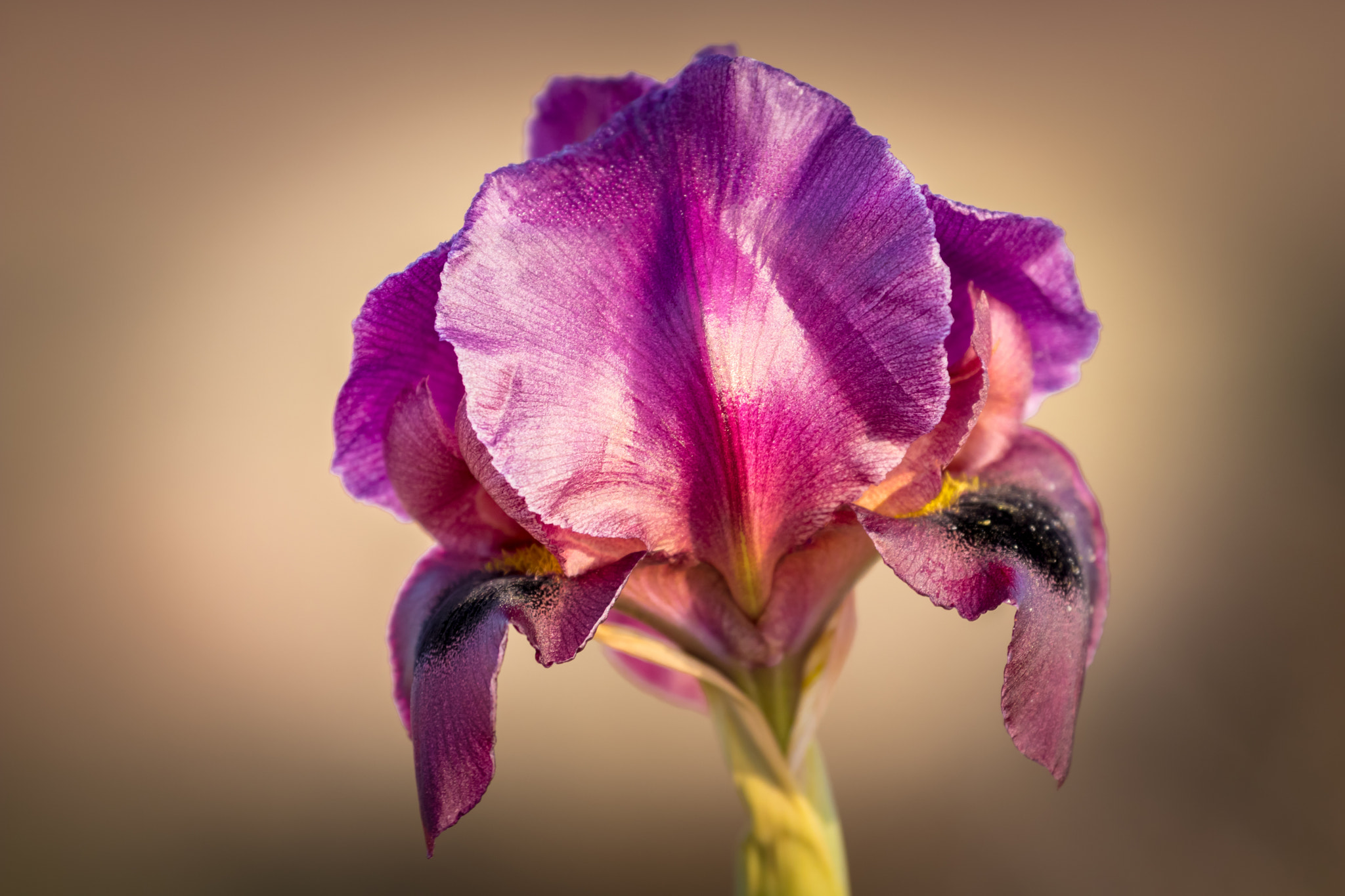 Canon EOS 80D + Canon EF 70-300mm F4-5.6L IS USM sample photo. Iris flower photography