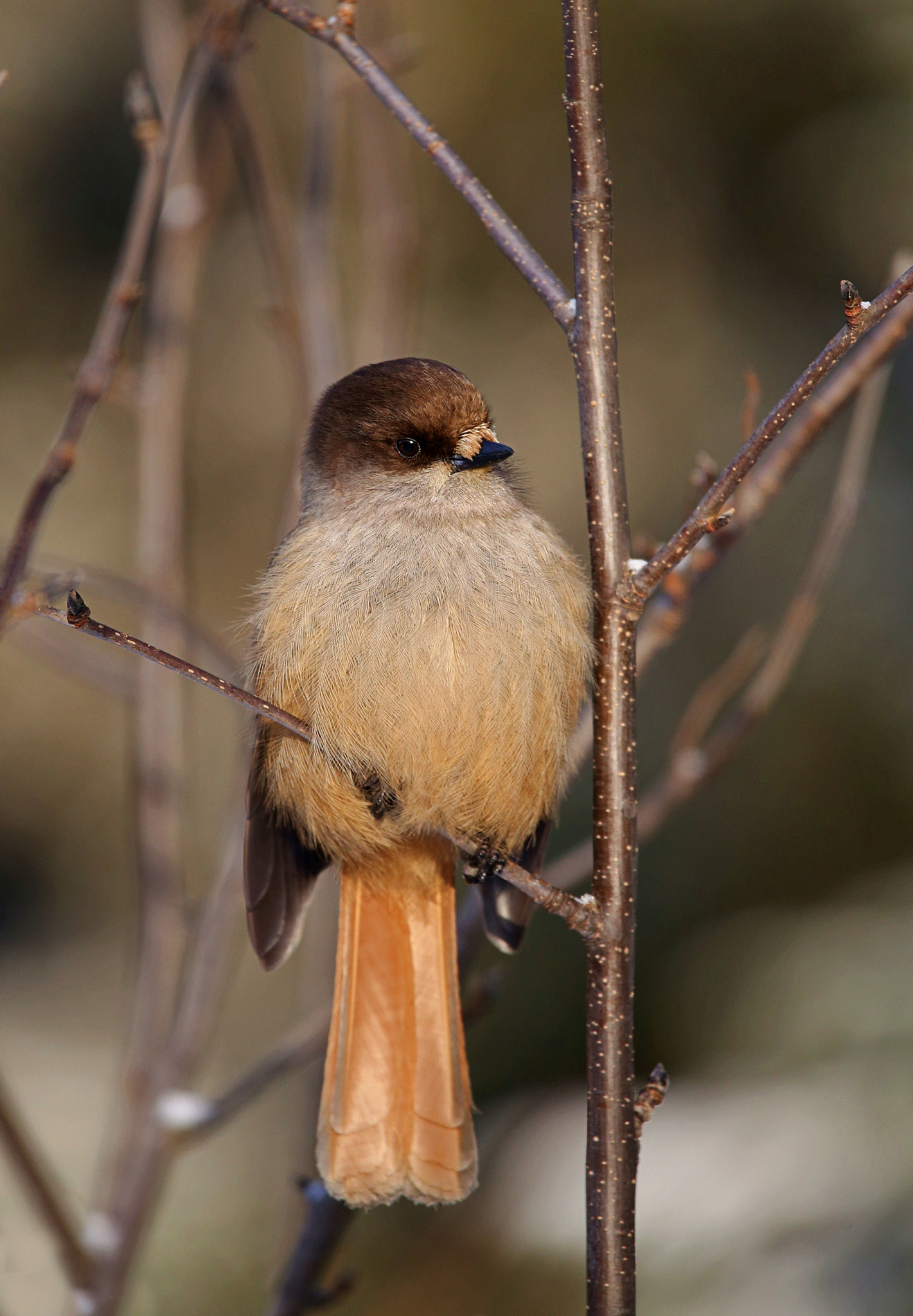 Sigma 150-600mm F5-6.3 DG OS HSM | C sample photo. Kuukkeli photography